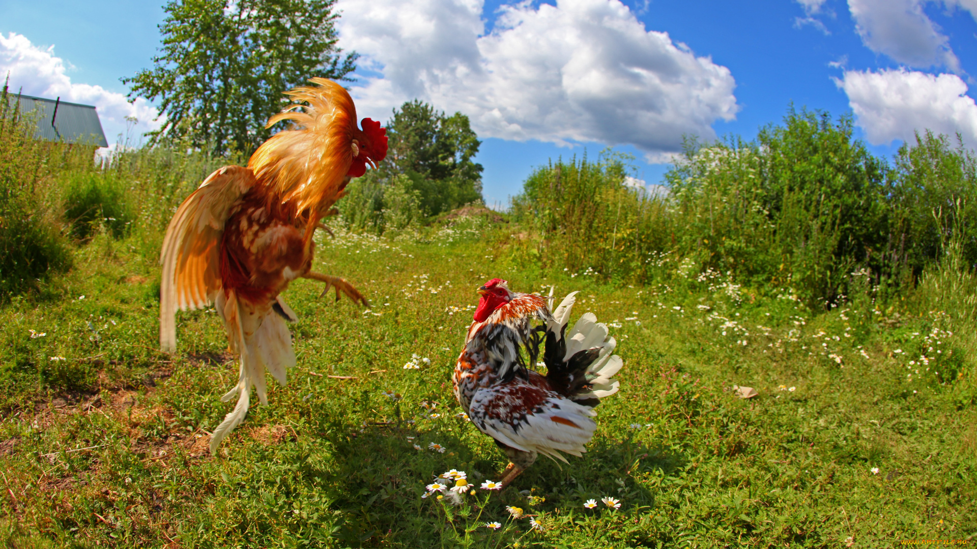 животные, куры, петухи, драка