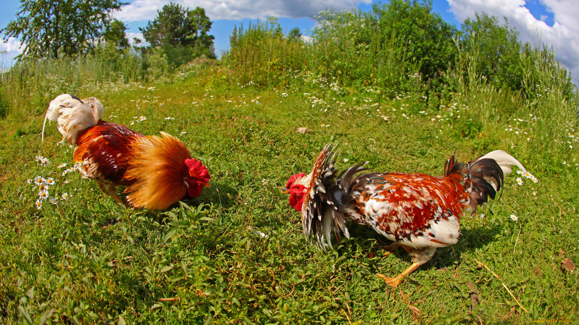 животные, куры, петухи, драка