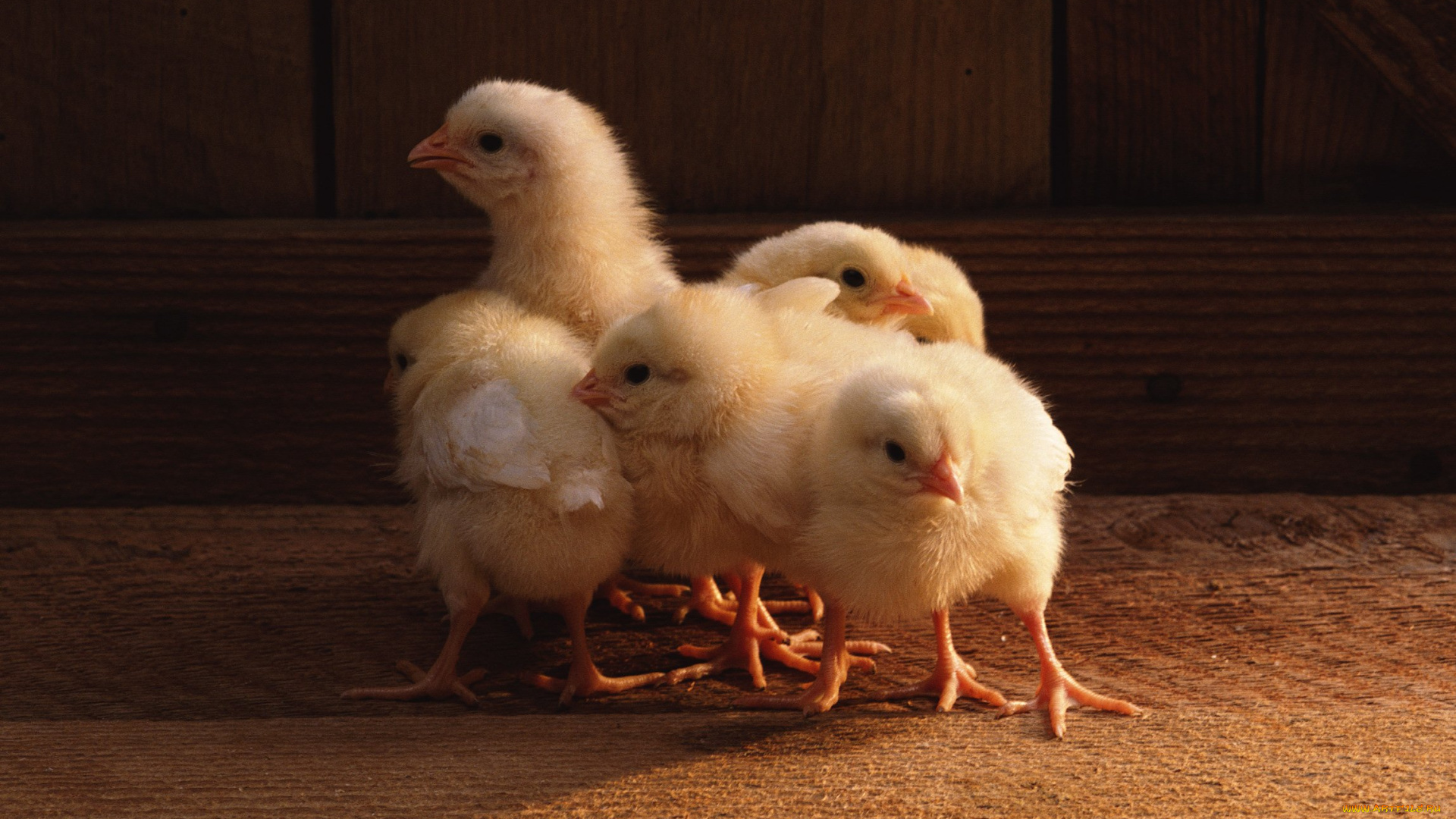 животные, куры, петухи, птенцы, птицы, цыплята