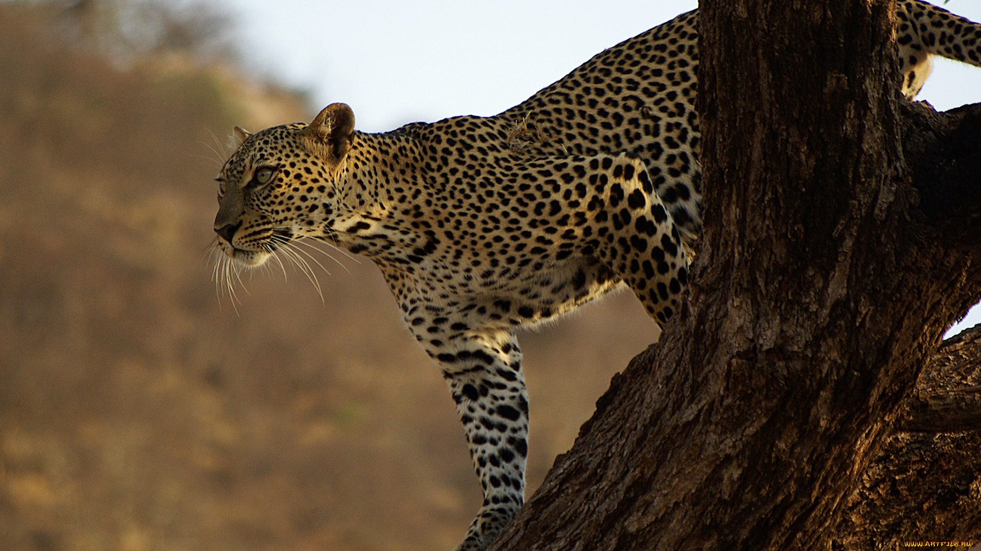 животные, леопарды, дерево, пятна
