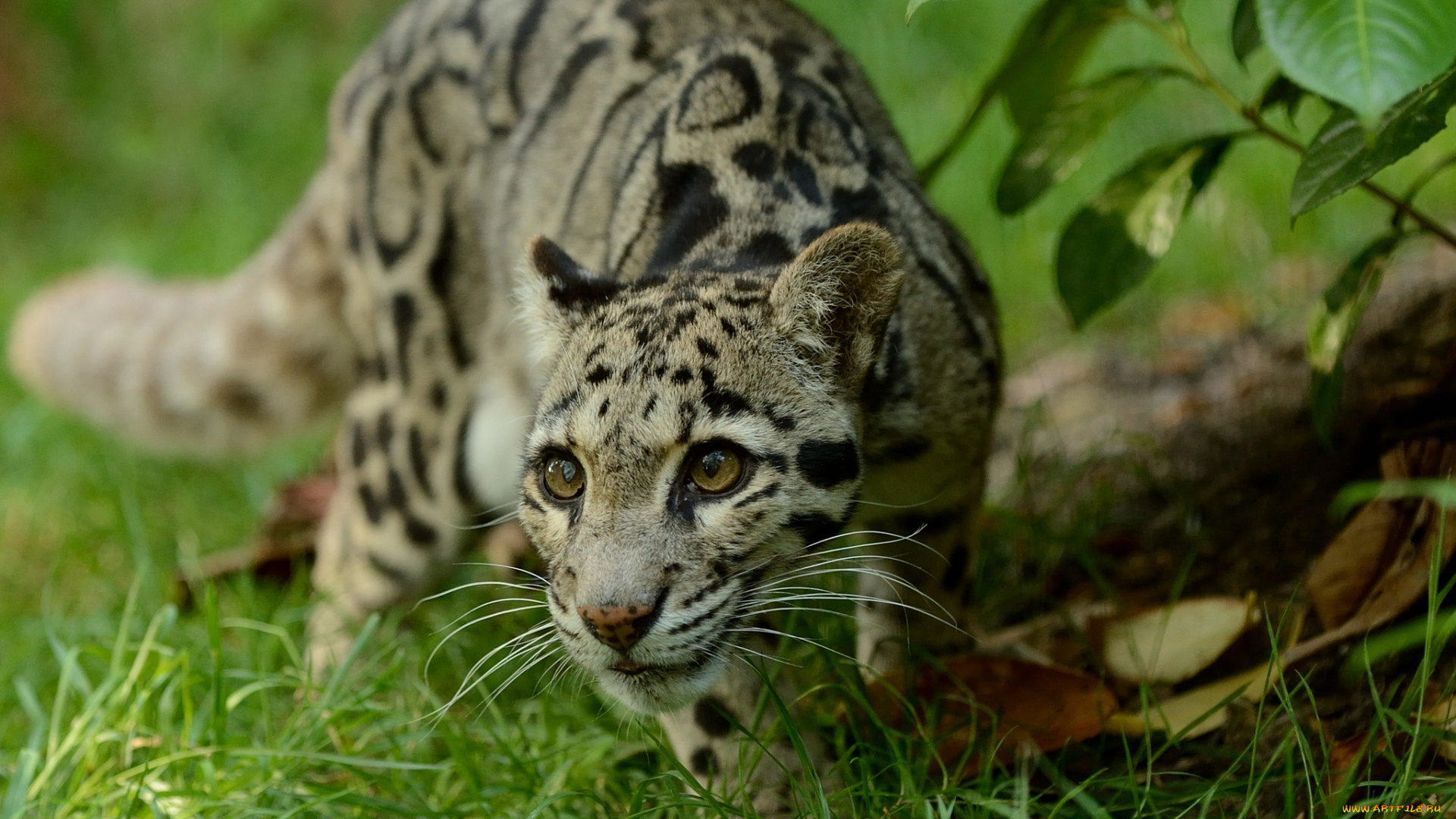 животные, леопарды, взгляд, дымчатый, леопард