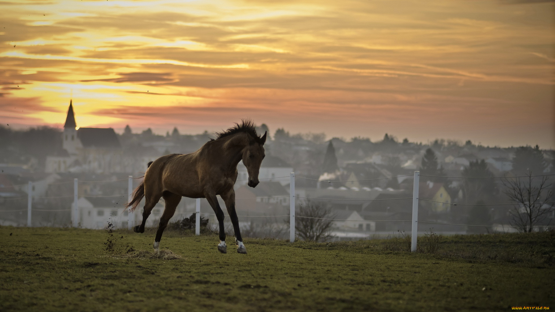 животные, лошади, конь, закат, поле