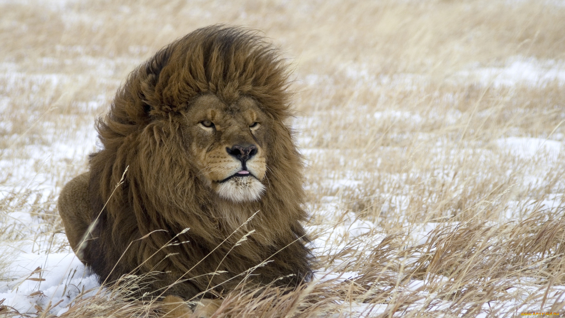 животные, львы, царь, грива