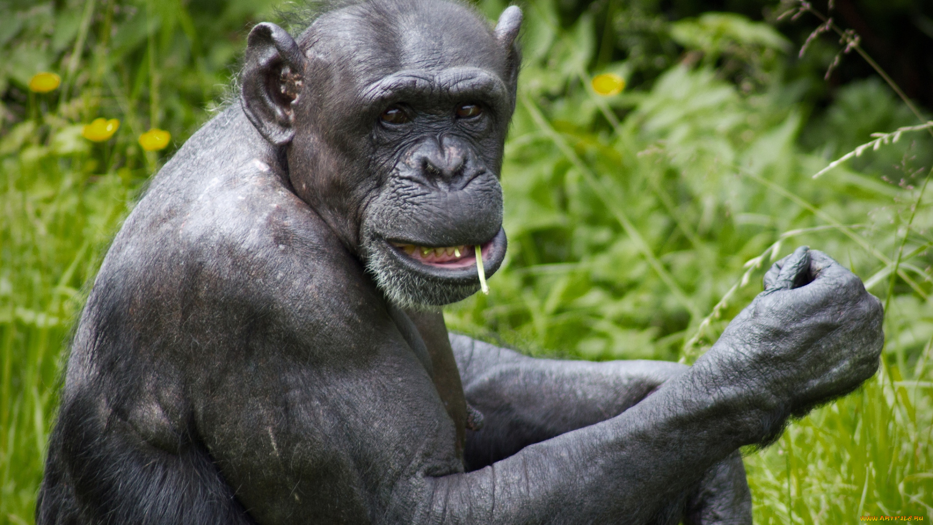 животные, обезьяны, шимпанзе