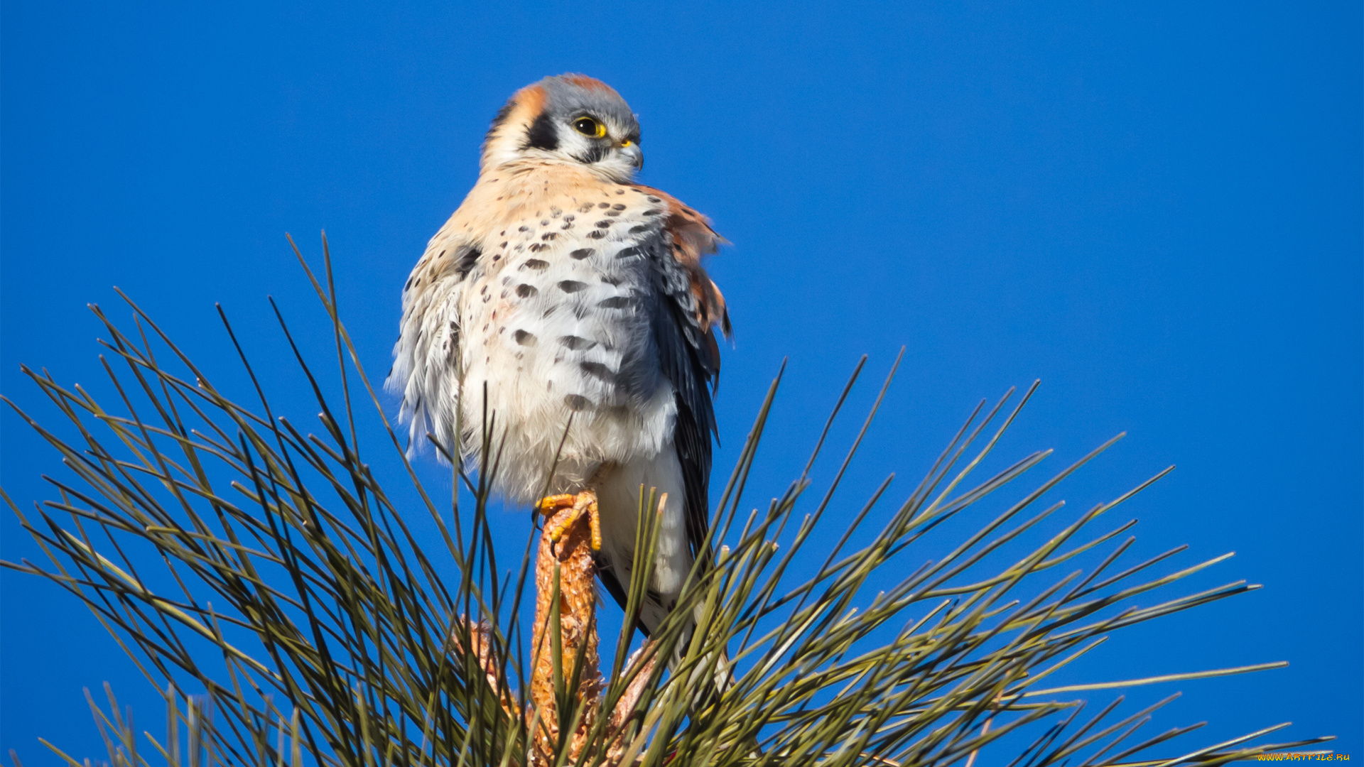 животные, птицы, хищники, дерево, хвоя, сокол, сидя, верхушка