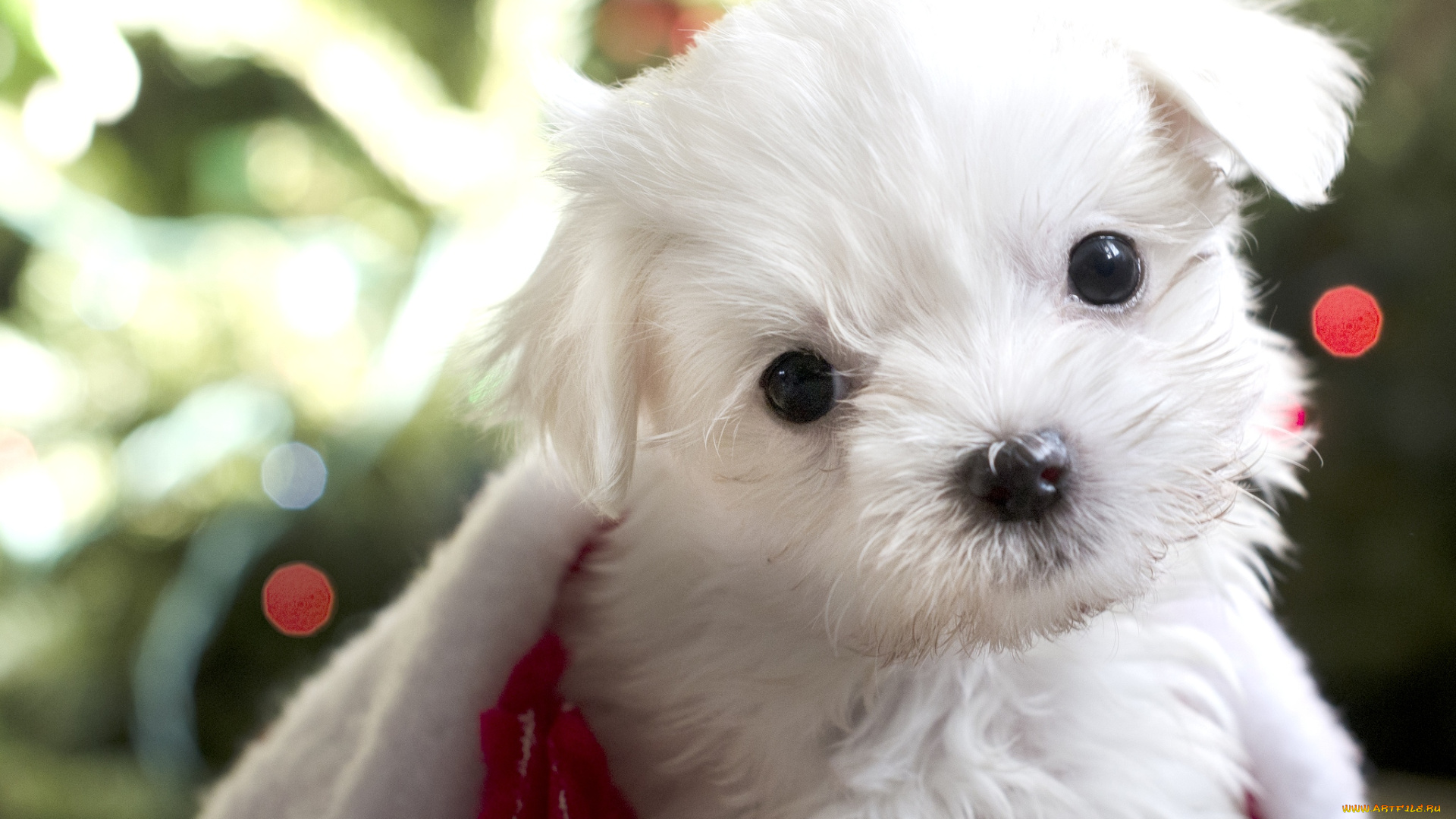 животные, собаки, милый, щенок