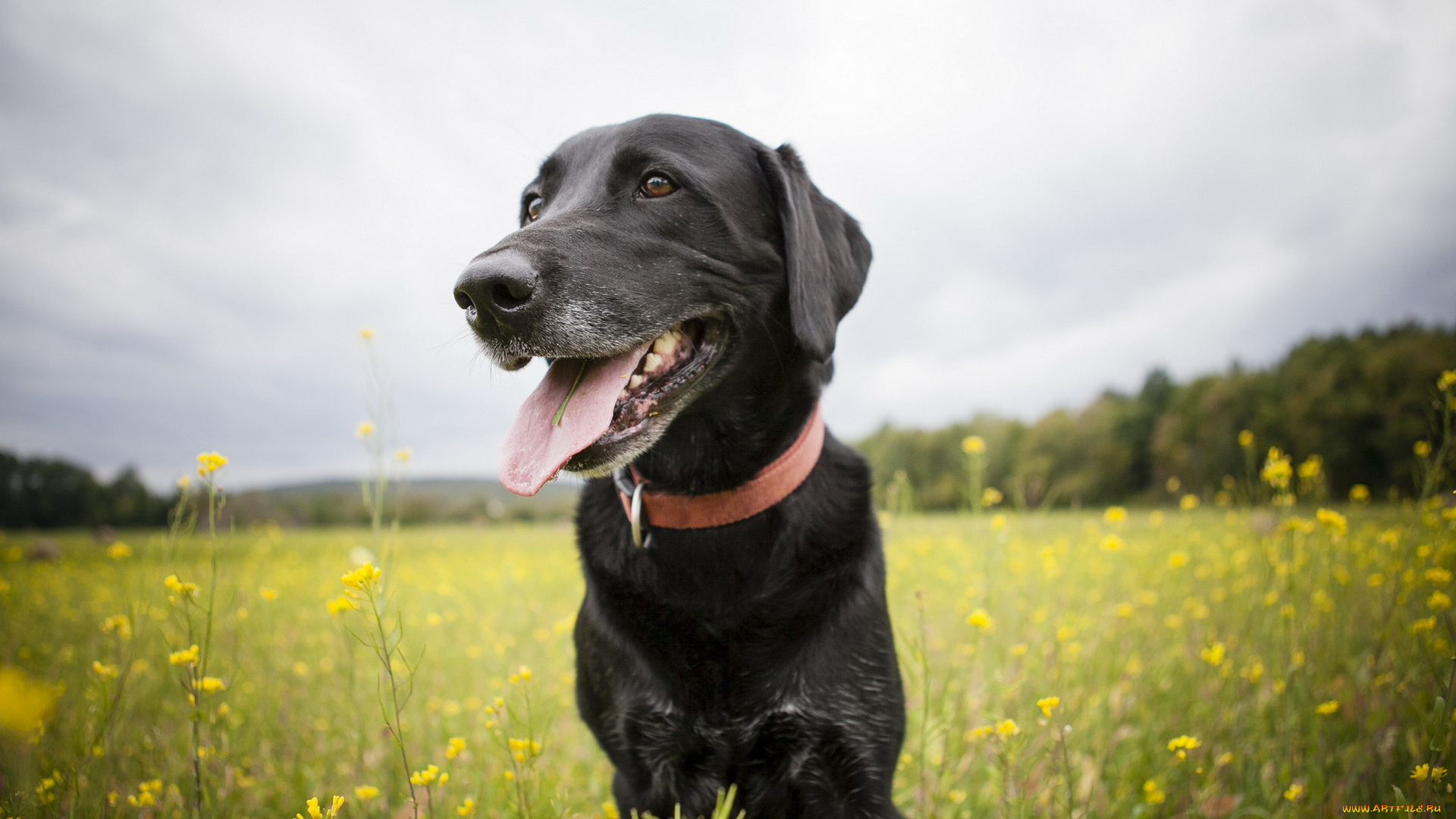животные, собаки, поле, взгляд, друг, собака