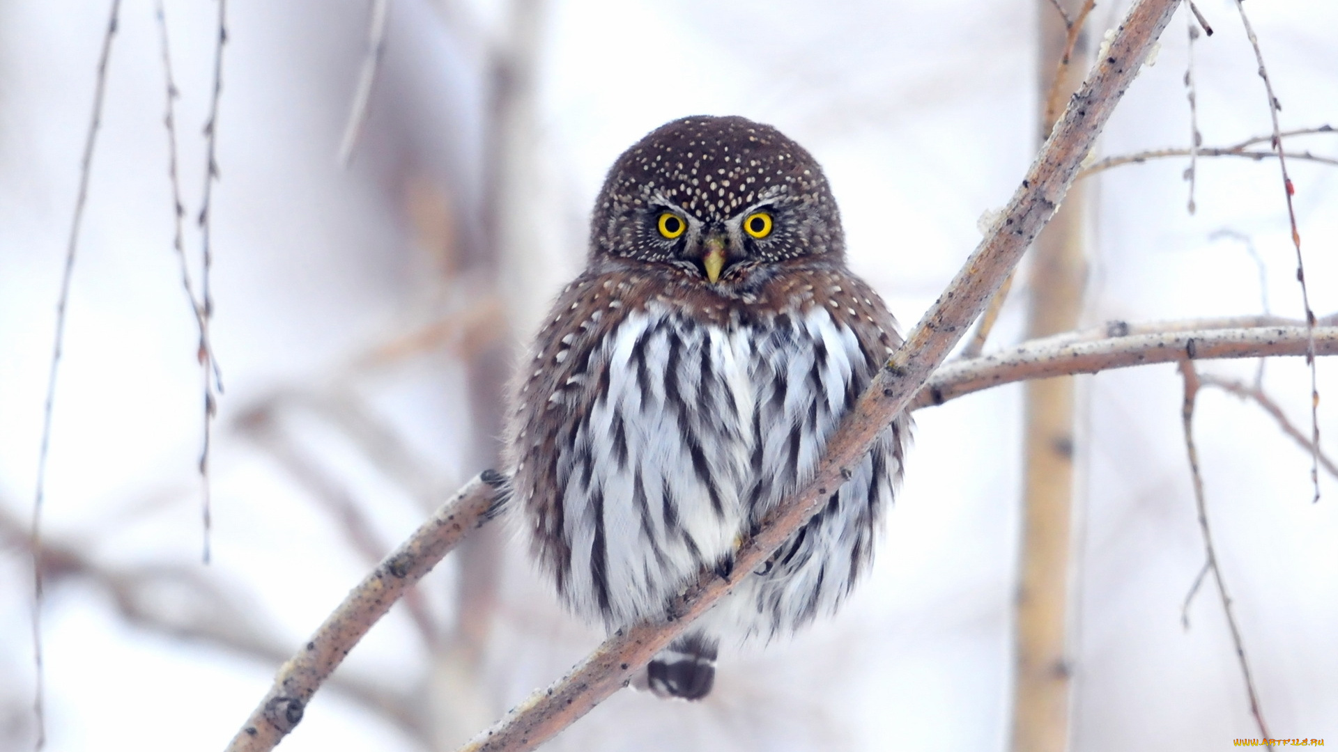 животные, совы, природа, сова, фон