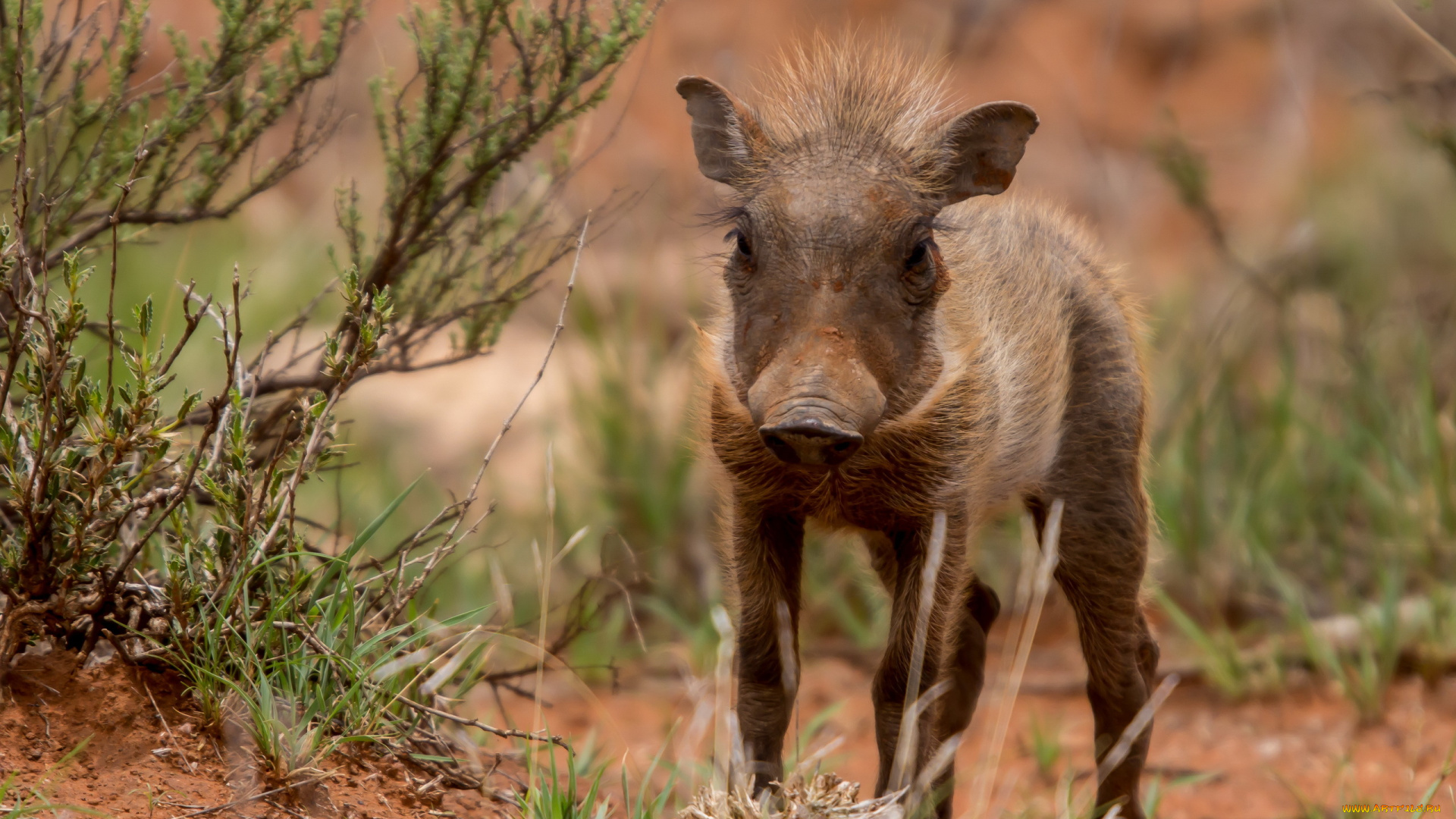 животные, свиньи, кабаны, кабан, фон, природа