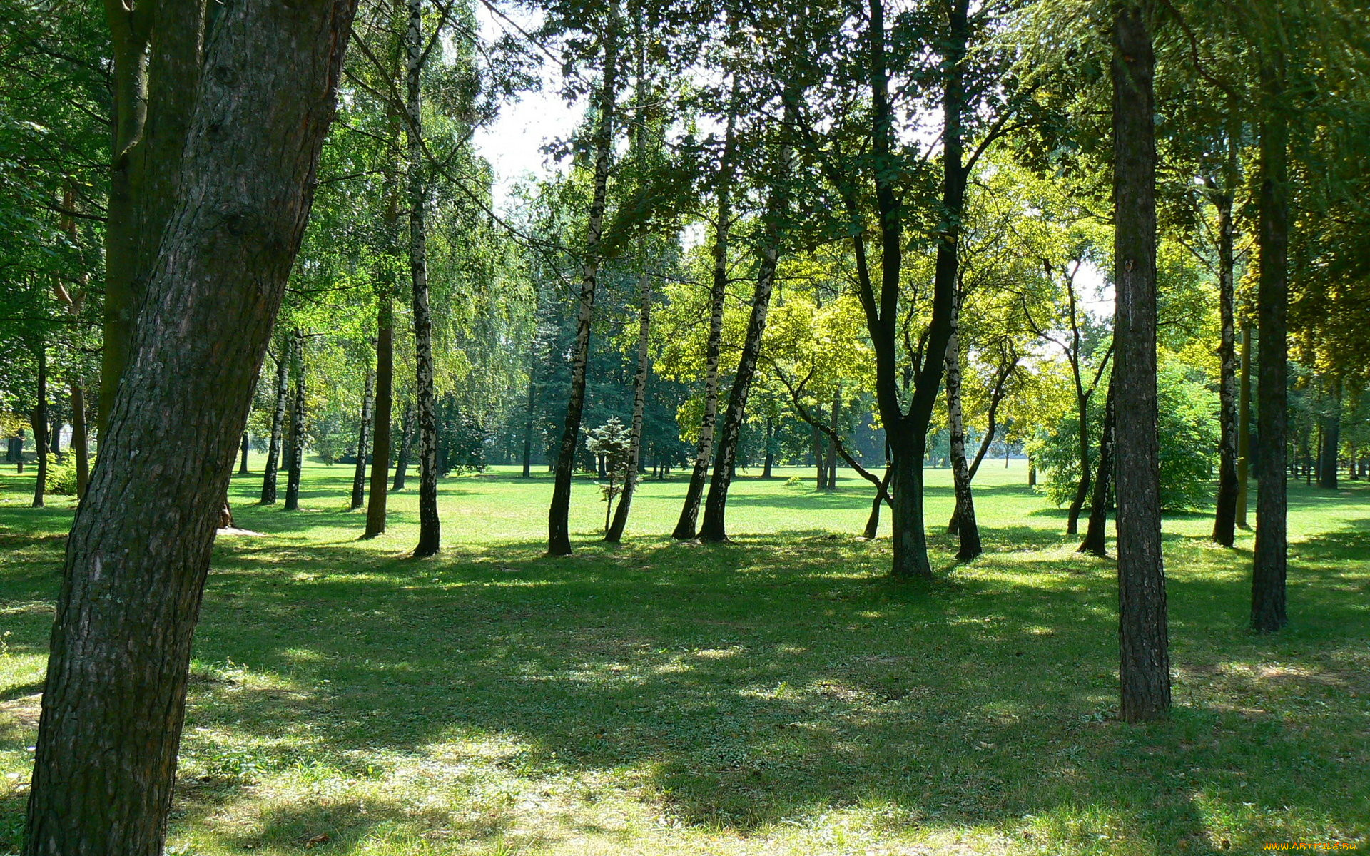 природа, деревья, березы, парк