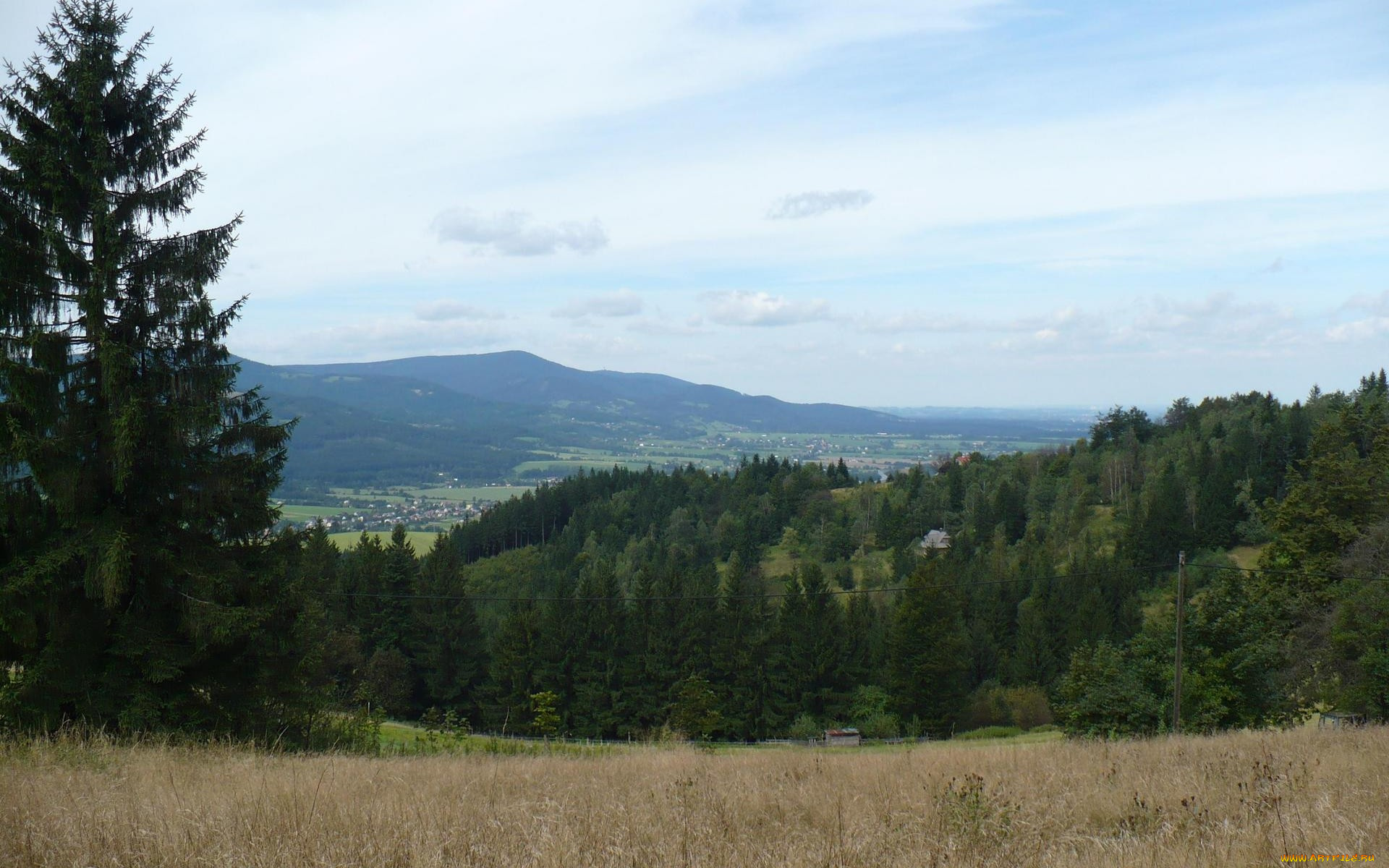 природа, лес, горы, луг, ели