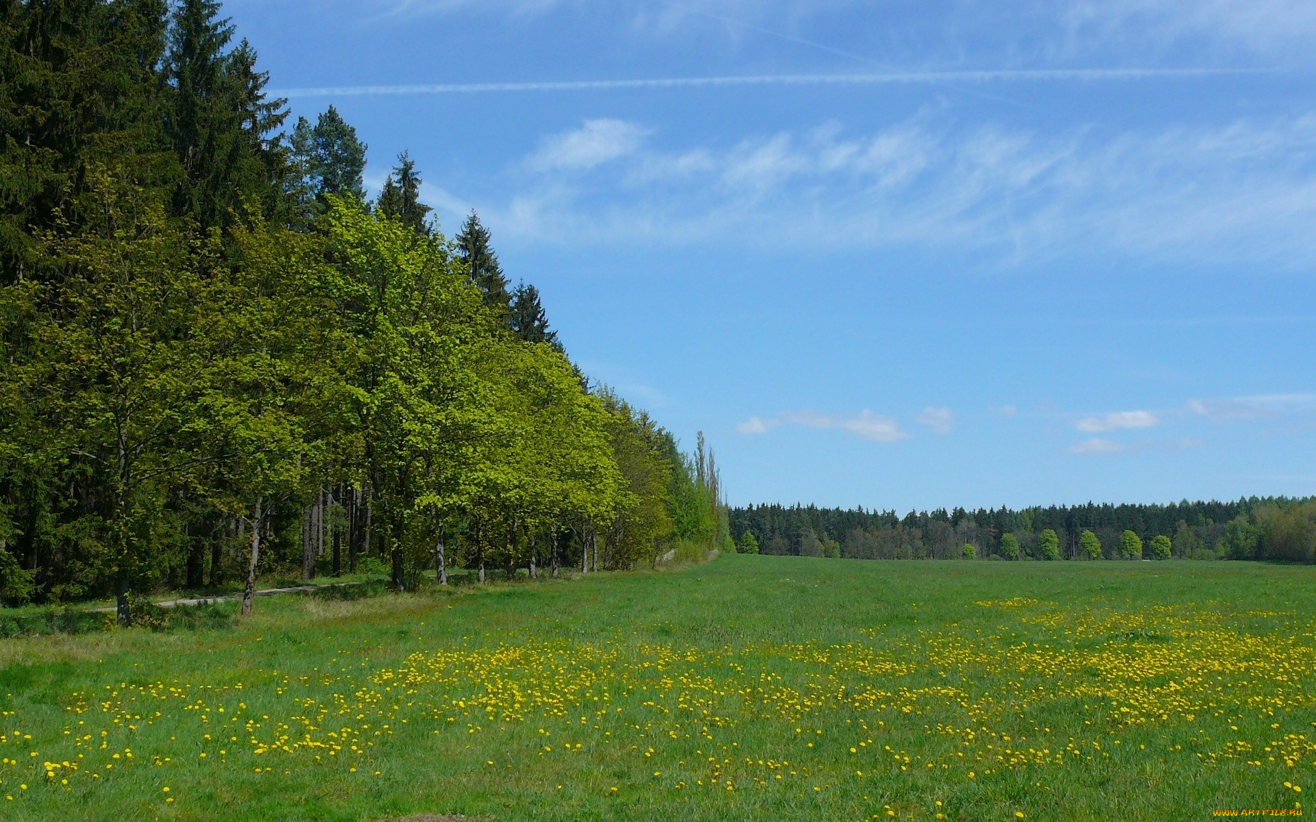 природа, луга, одуванчики, луг, лес