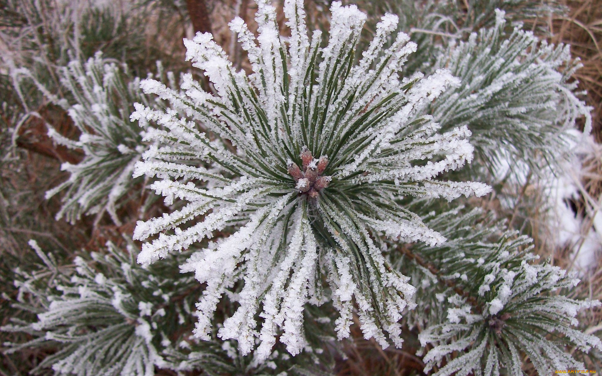 природа, макро, иней