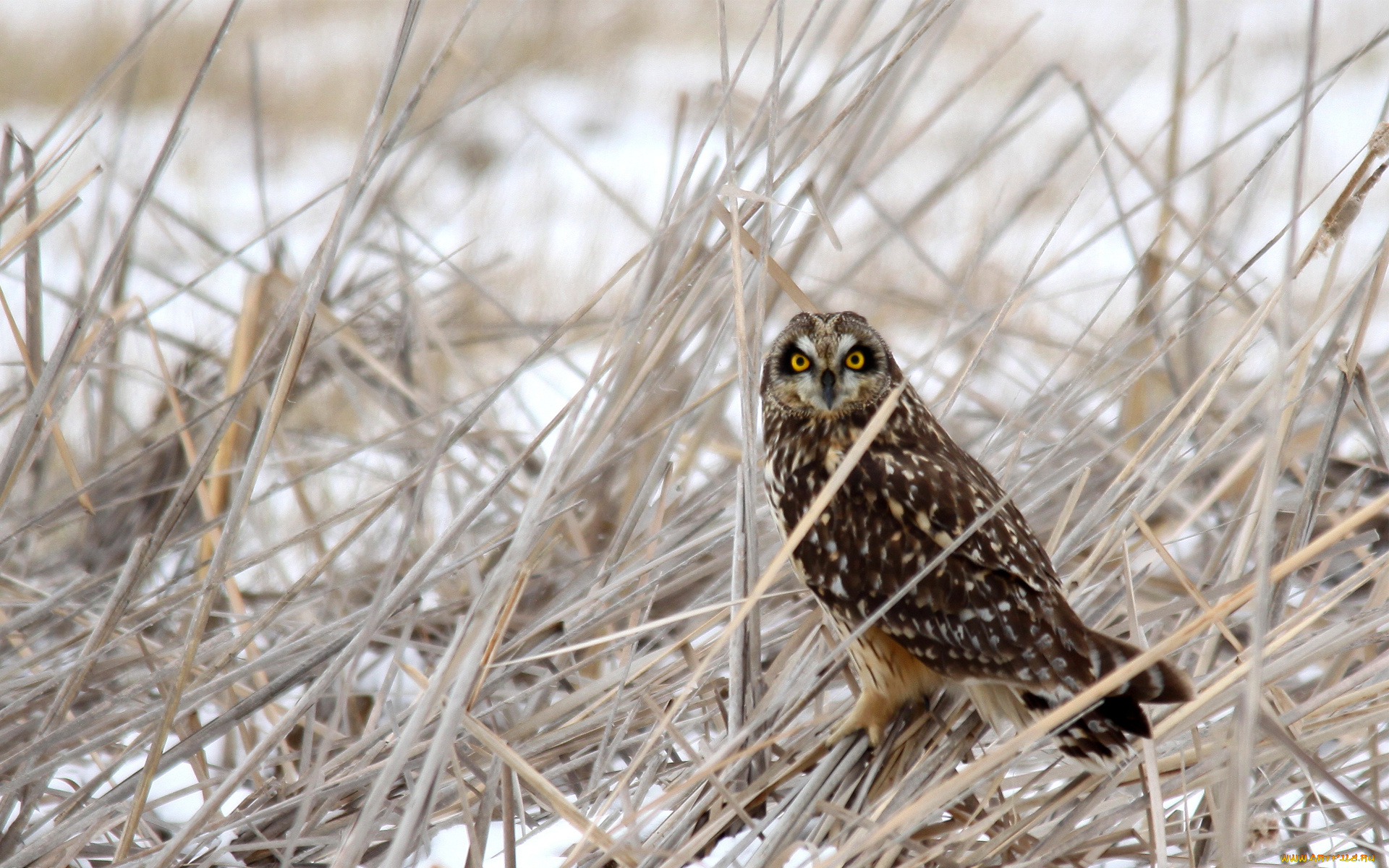 животные, совы, снег, сова, птица, трава, сухая, зима