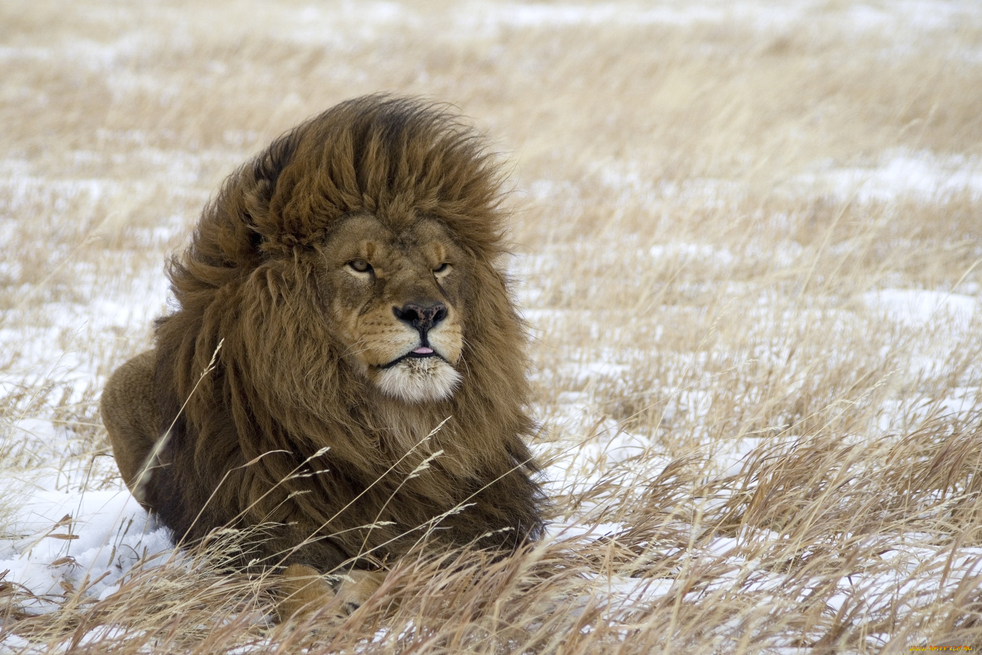 животные, львы, царь, грива