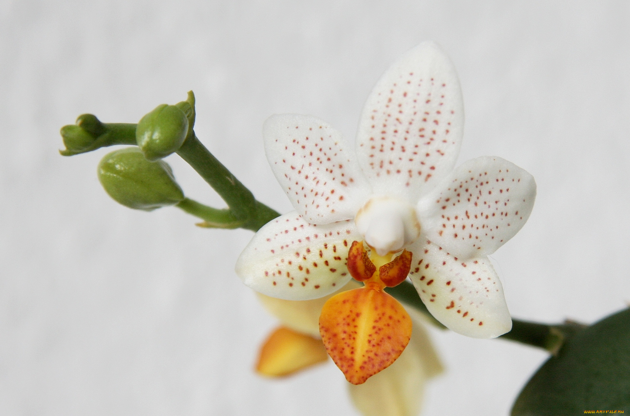 цветы, орхидеи, белый
