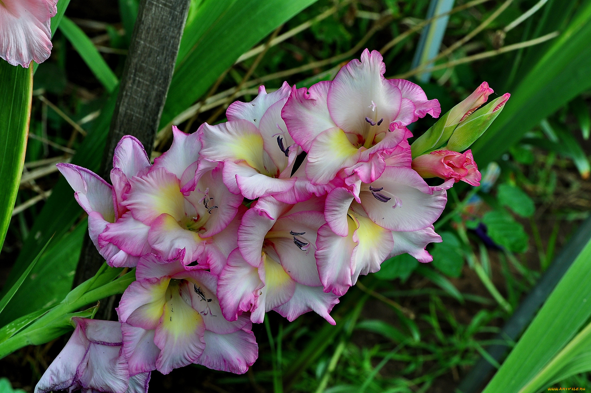 цветы, гладиолусы, пестрый