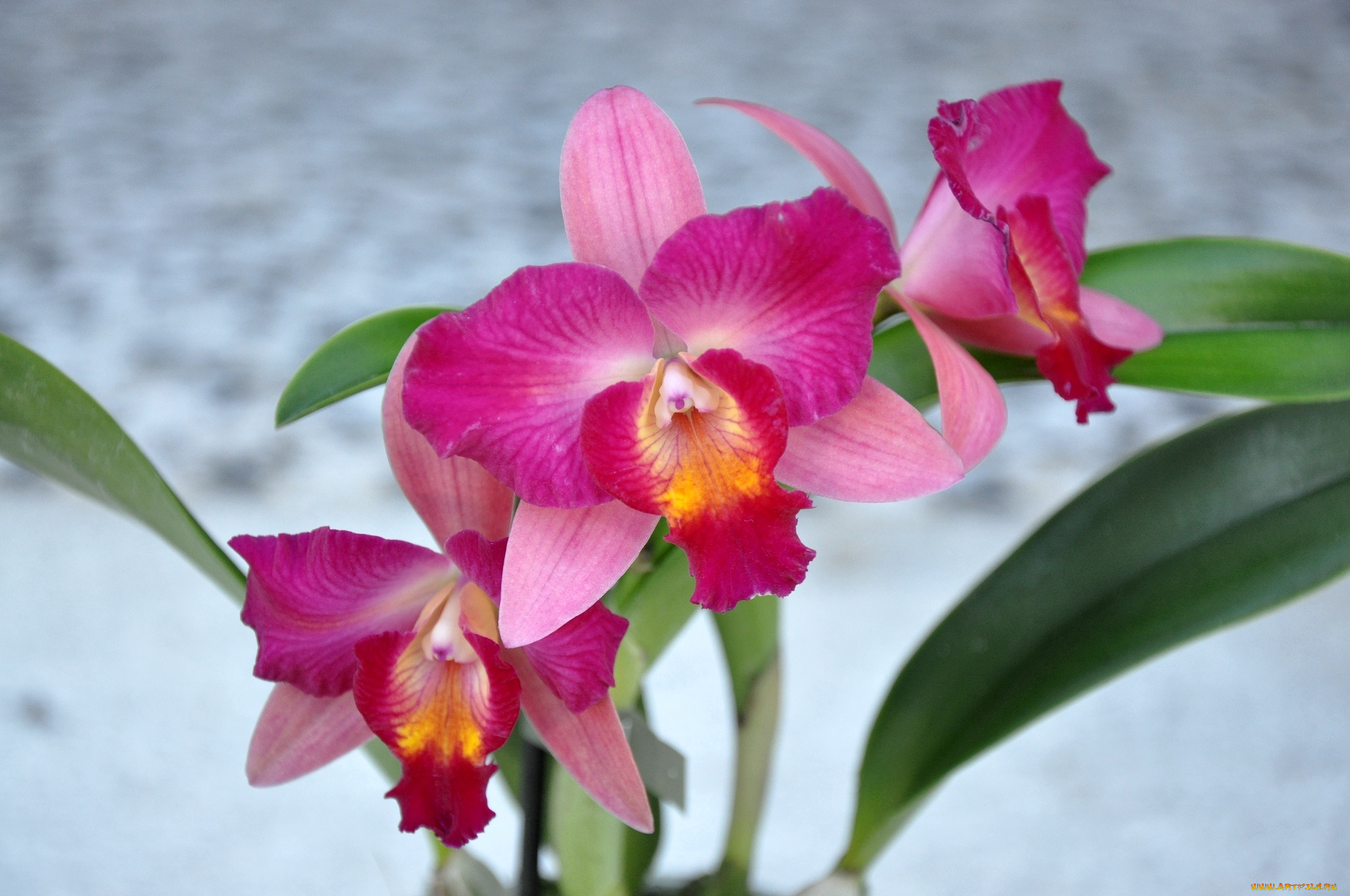 цветы, орхидеи, экзотика, розовый