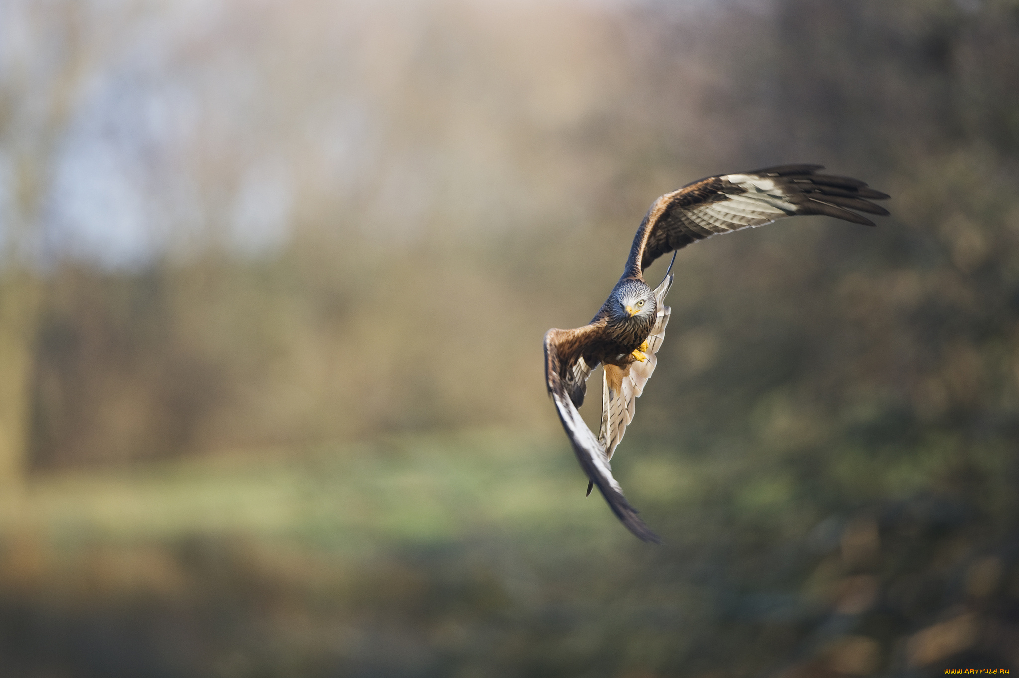 животные, птицы, хищники, птица, хищная, полет, вираж