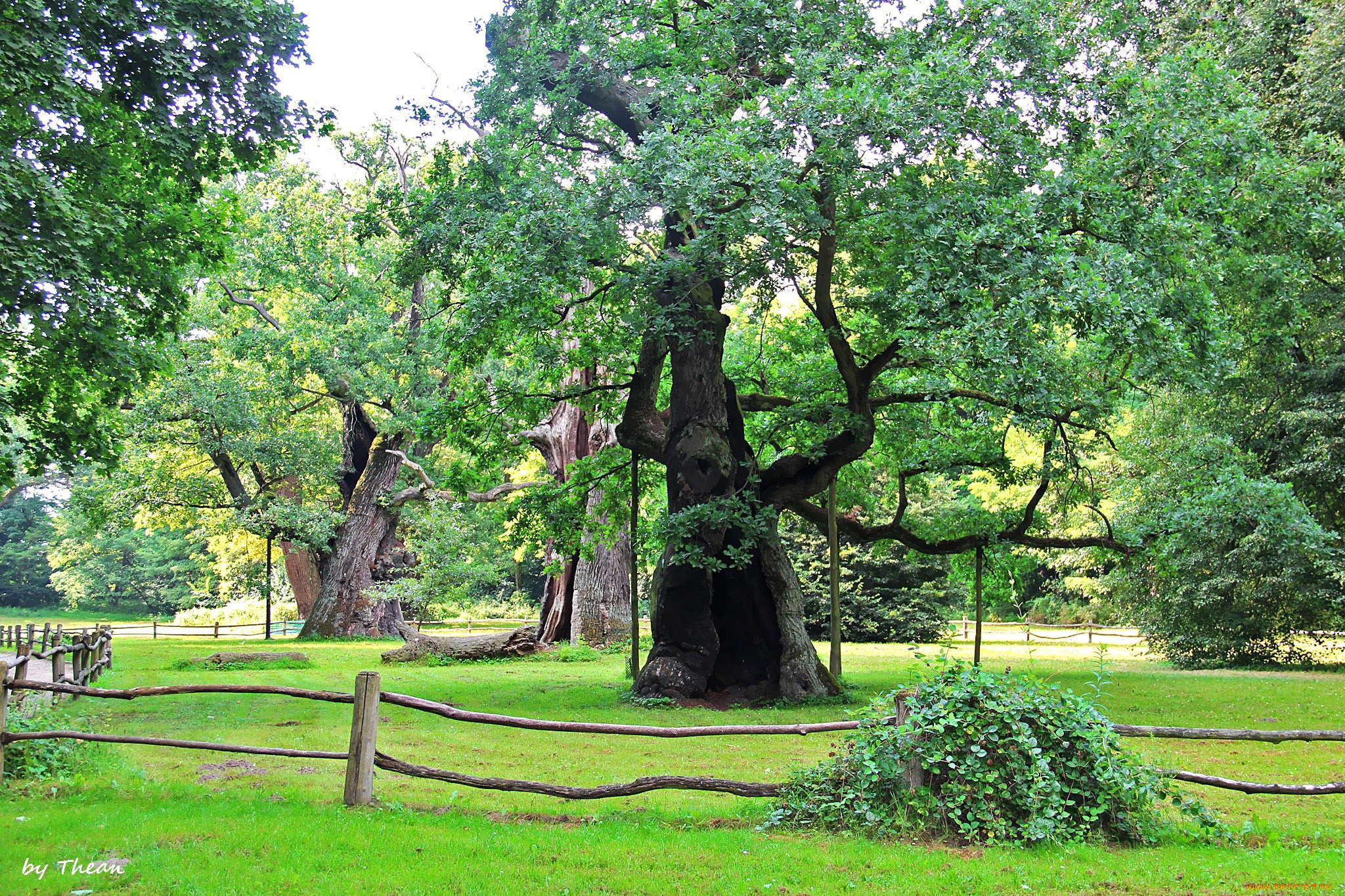 природа, деревья, дубы