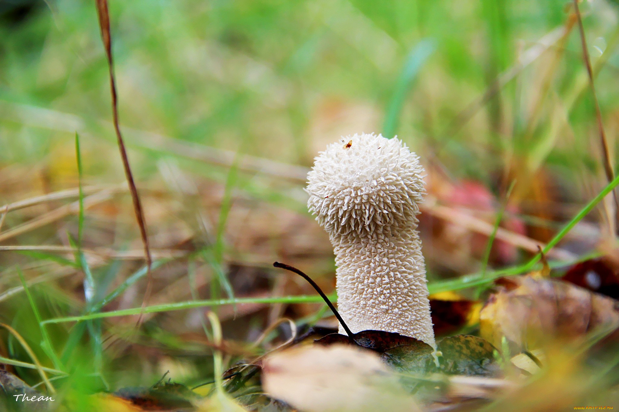 природа, грибы, дождевик