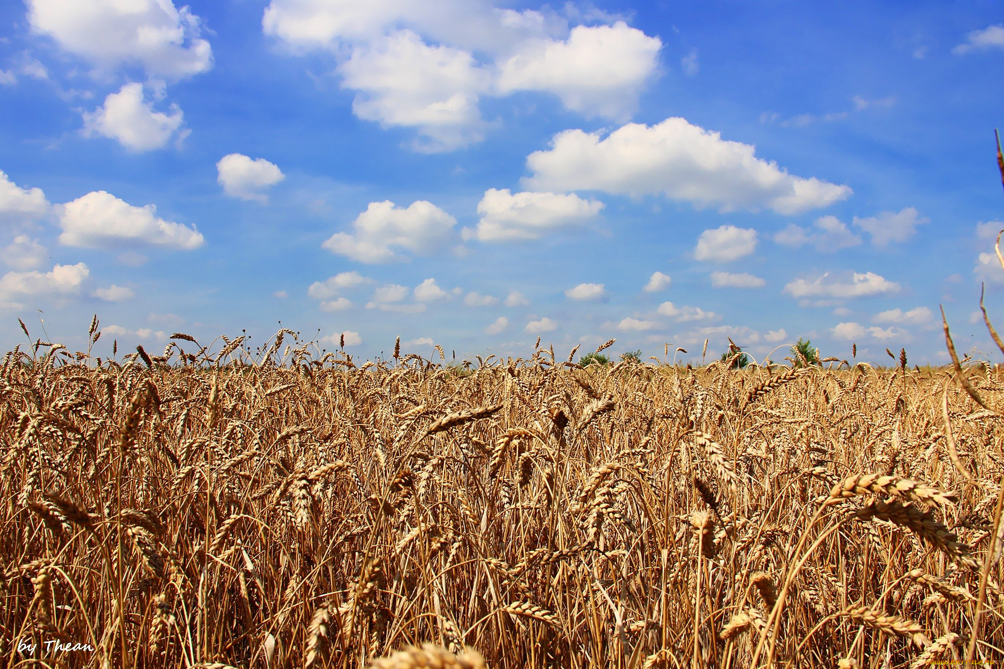 природа, поля, колосья, облака, поле