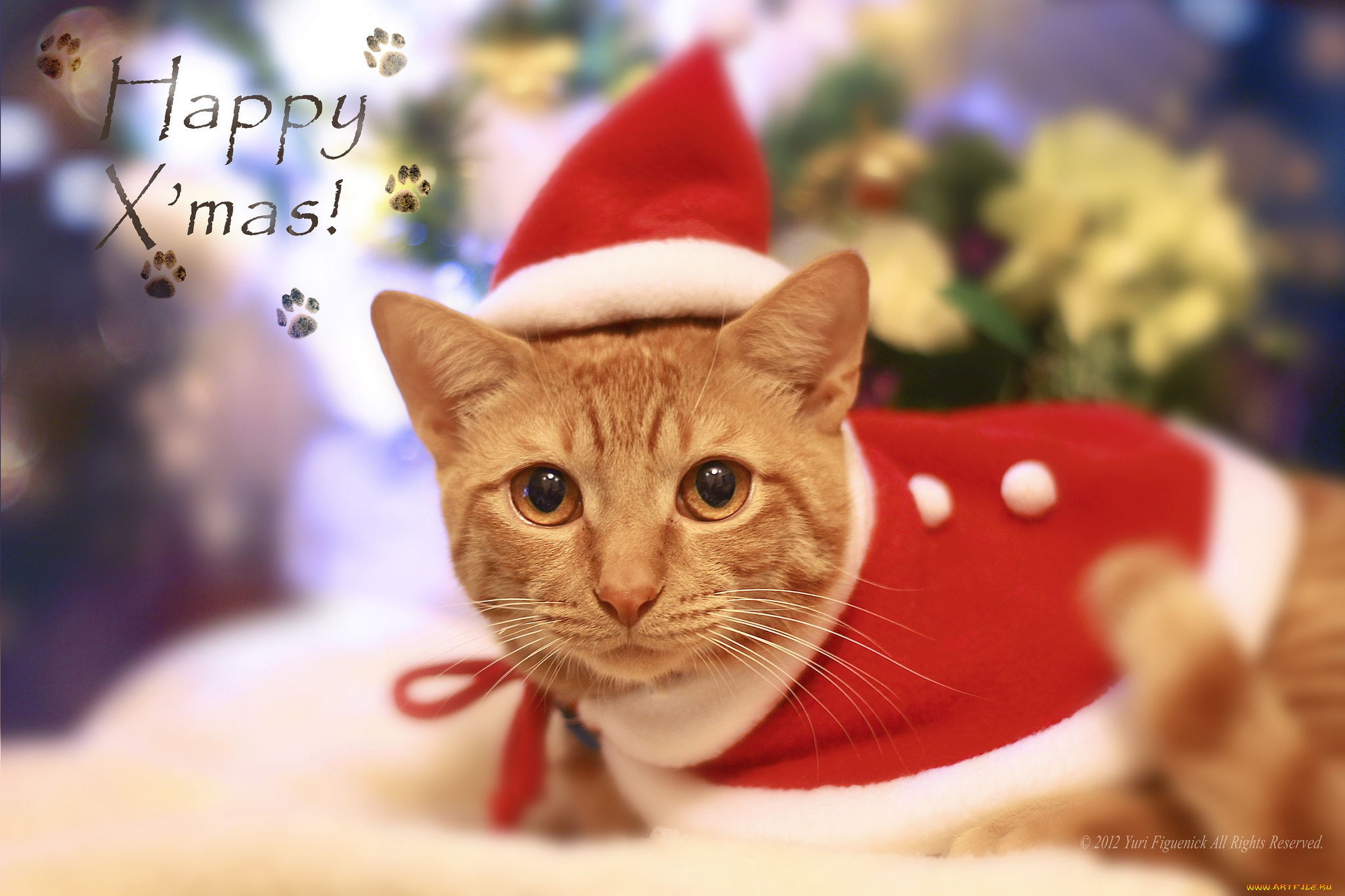 животные, коты, праздник, колпак