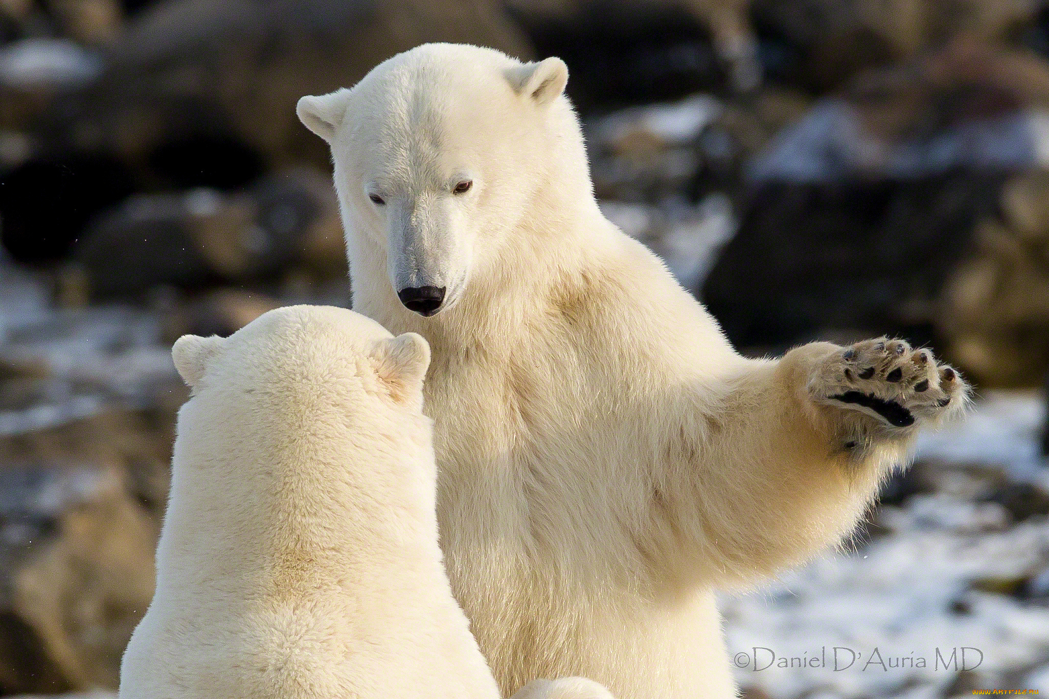 животные, медведи, белый, медведь