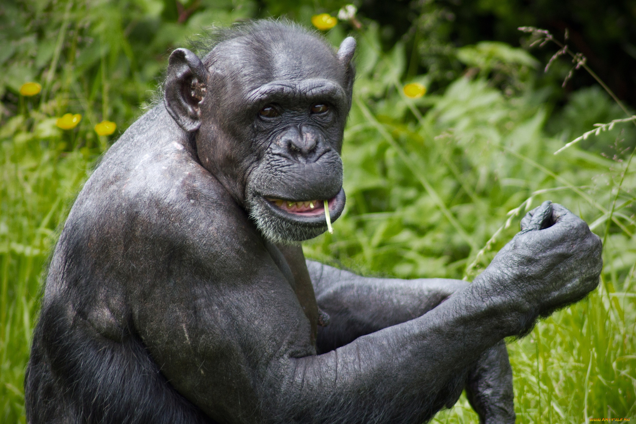 животные, обезьяны, шимпанзе