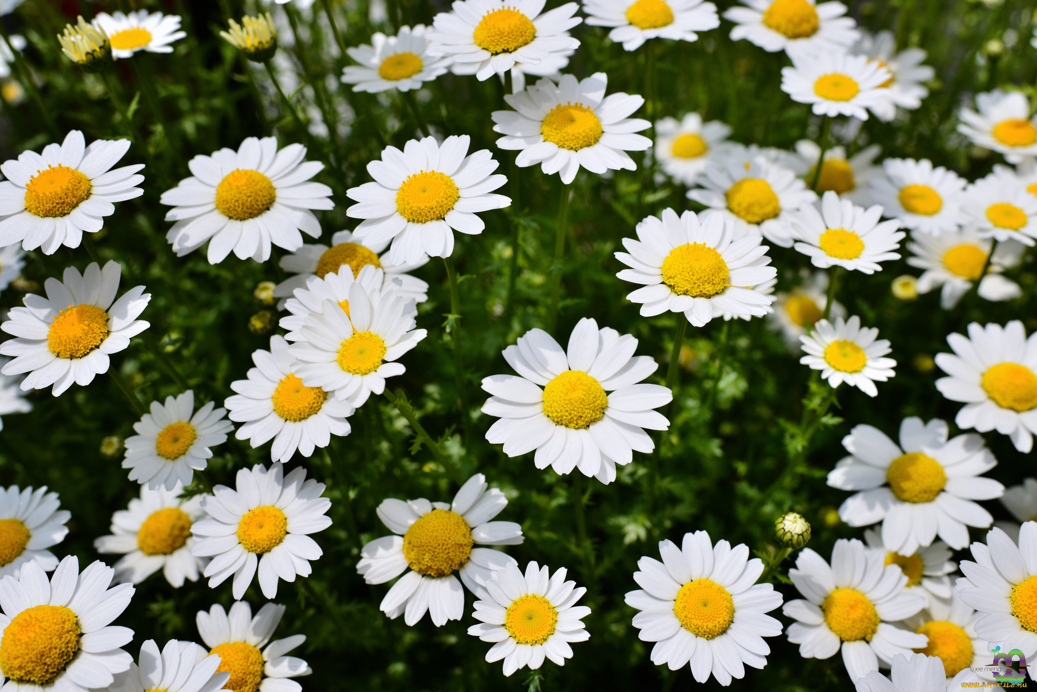 цветы, ромашки, весна