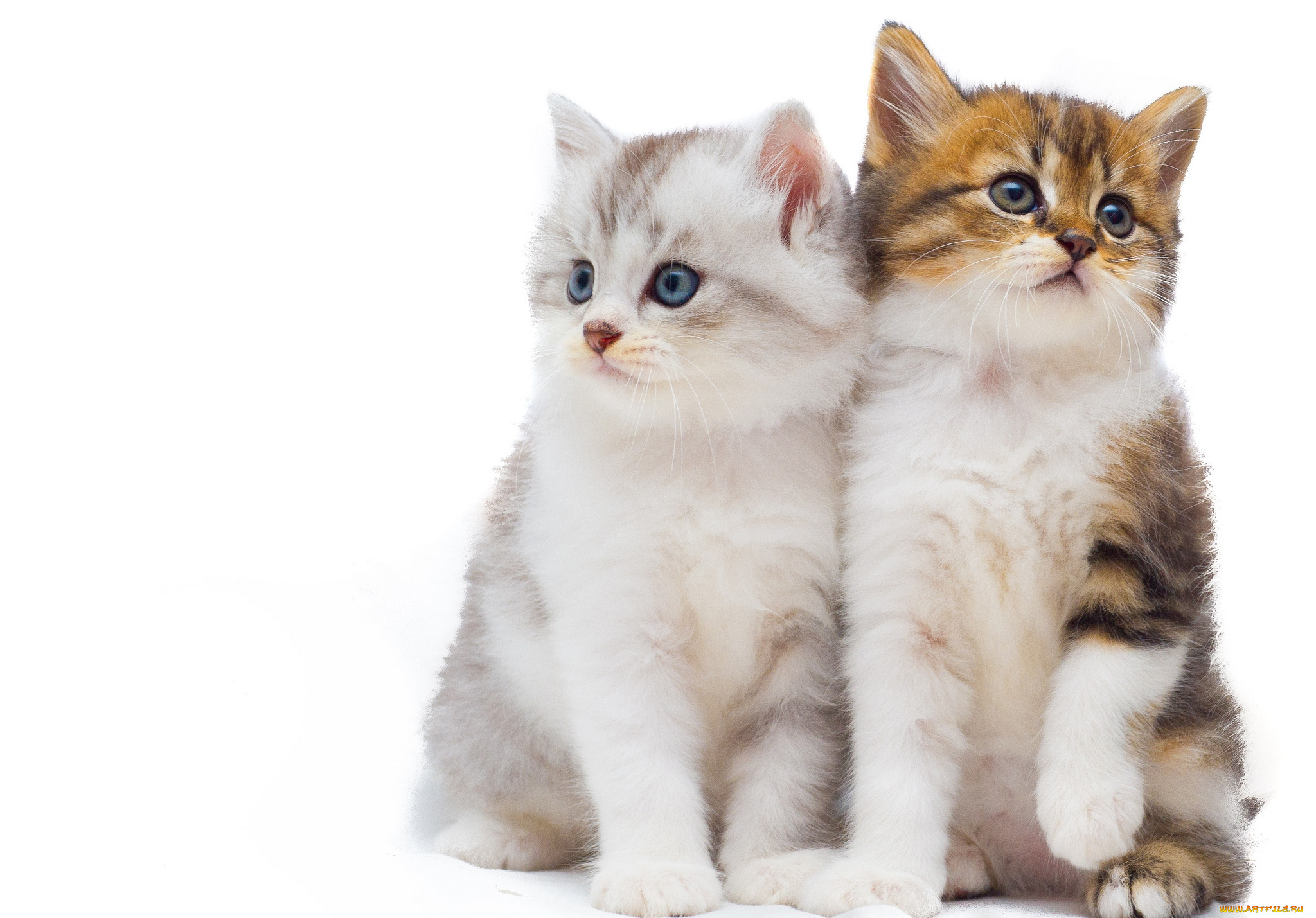 животные, коты, котята