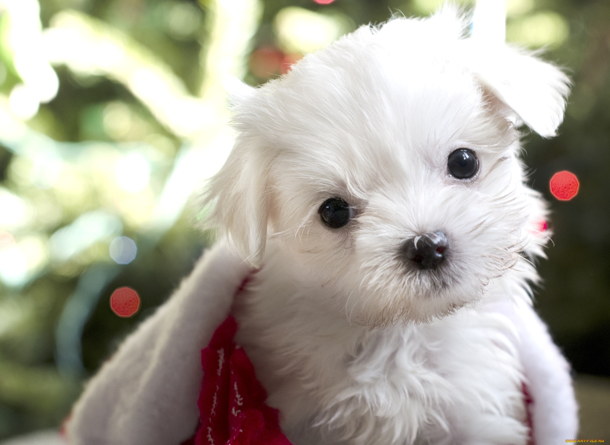 животные, собаки, милый, щенок