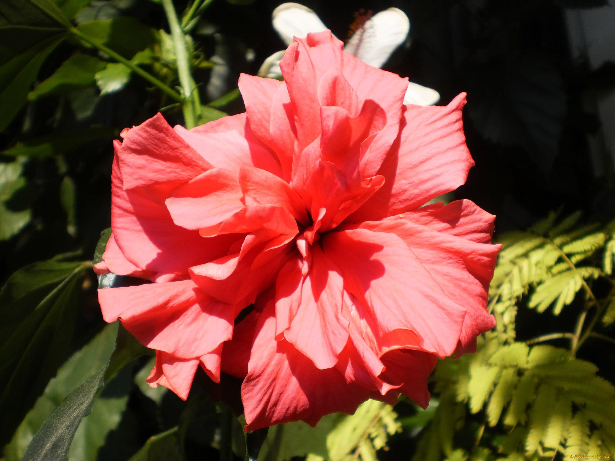 цветы, гибискусы, лепестки