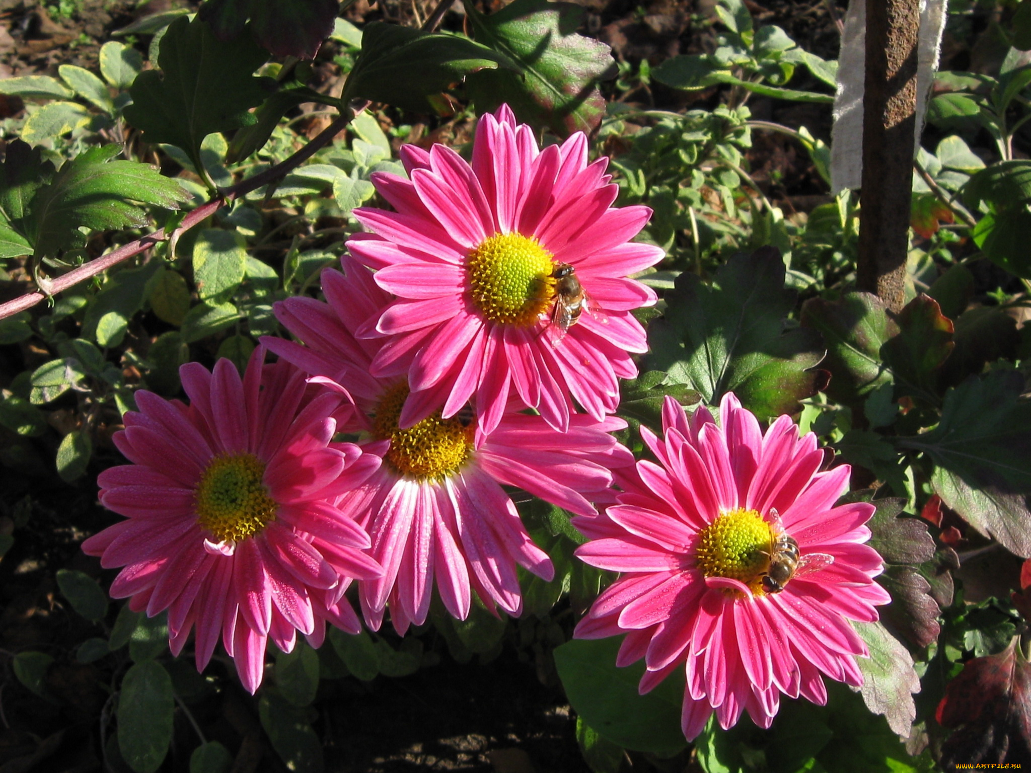 цветы, хризантемы, астры