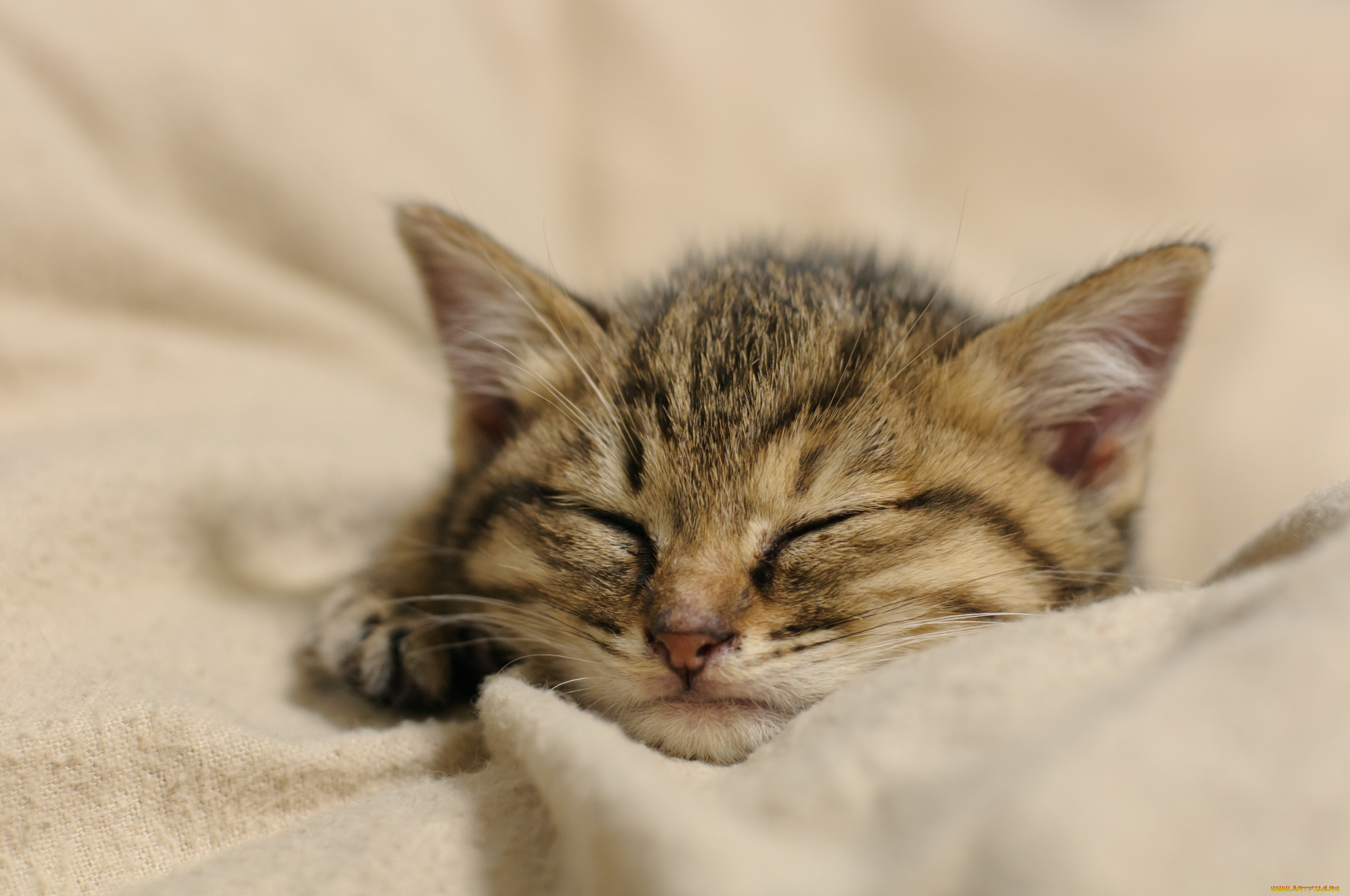 животные, коты, котёнок