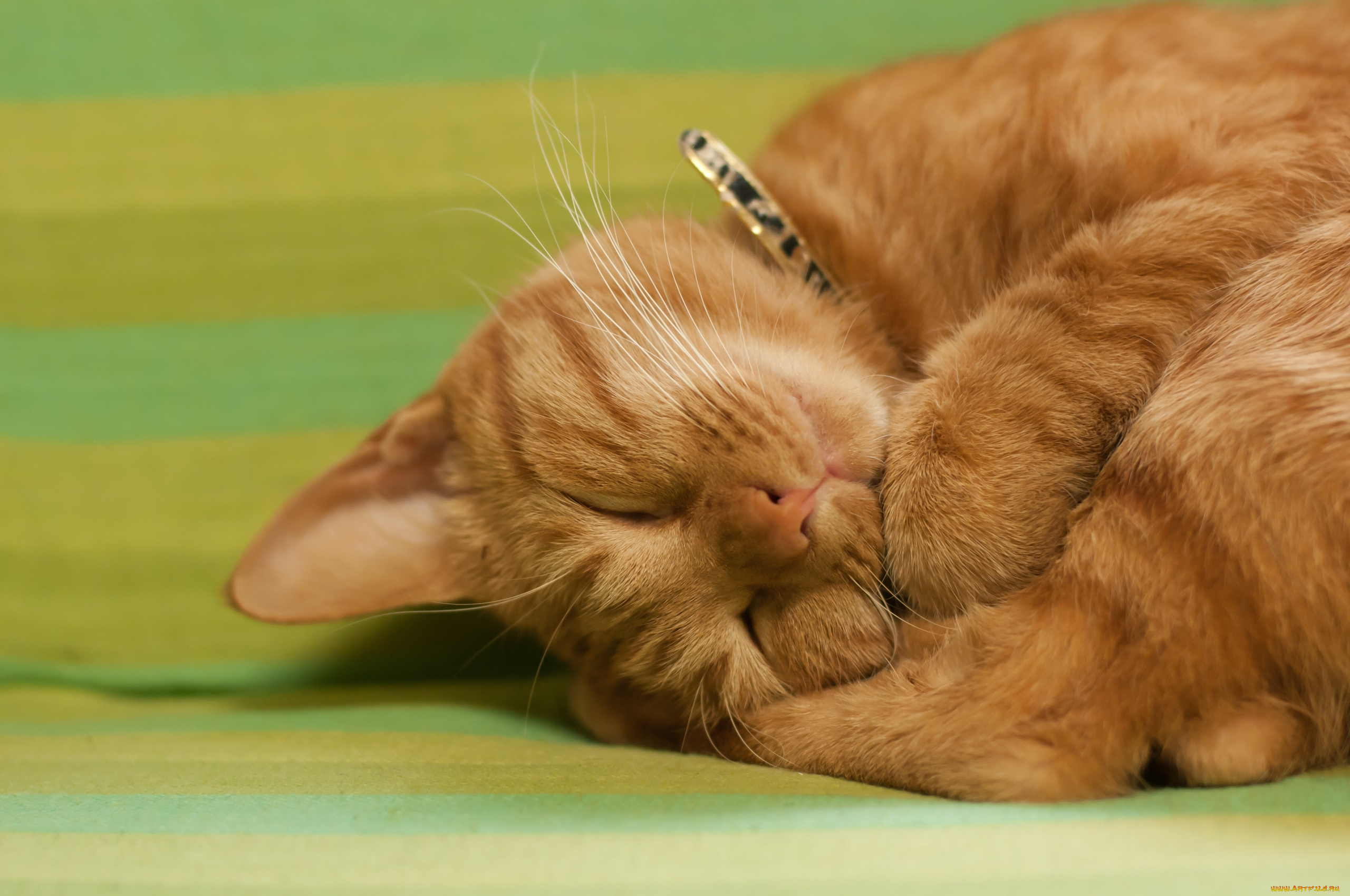 животные, коты, сон
