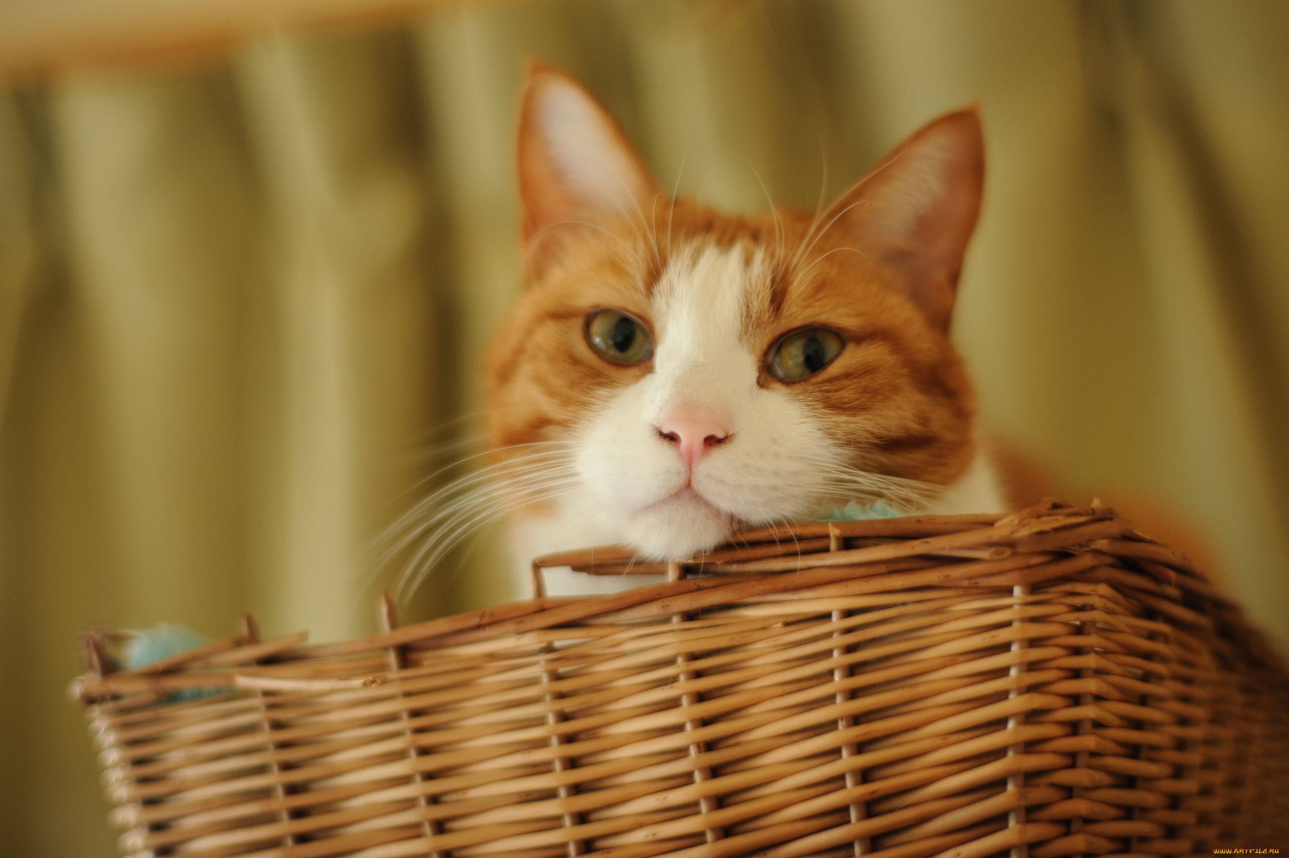 животные, коты, взгляд, корзина