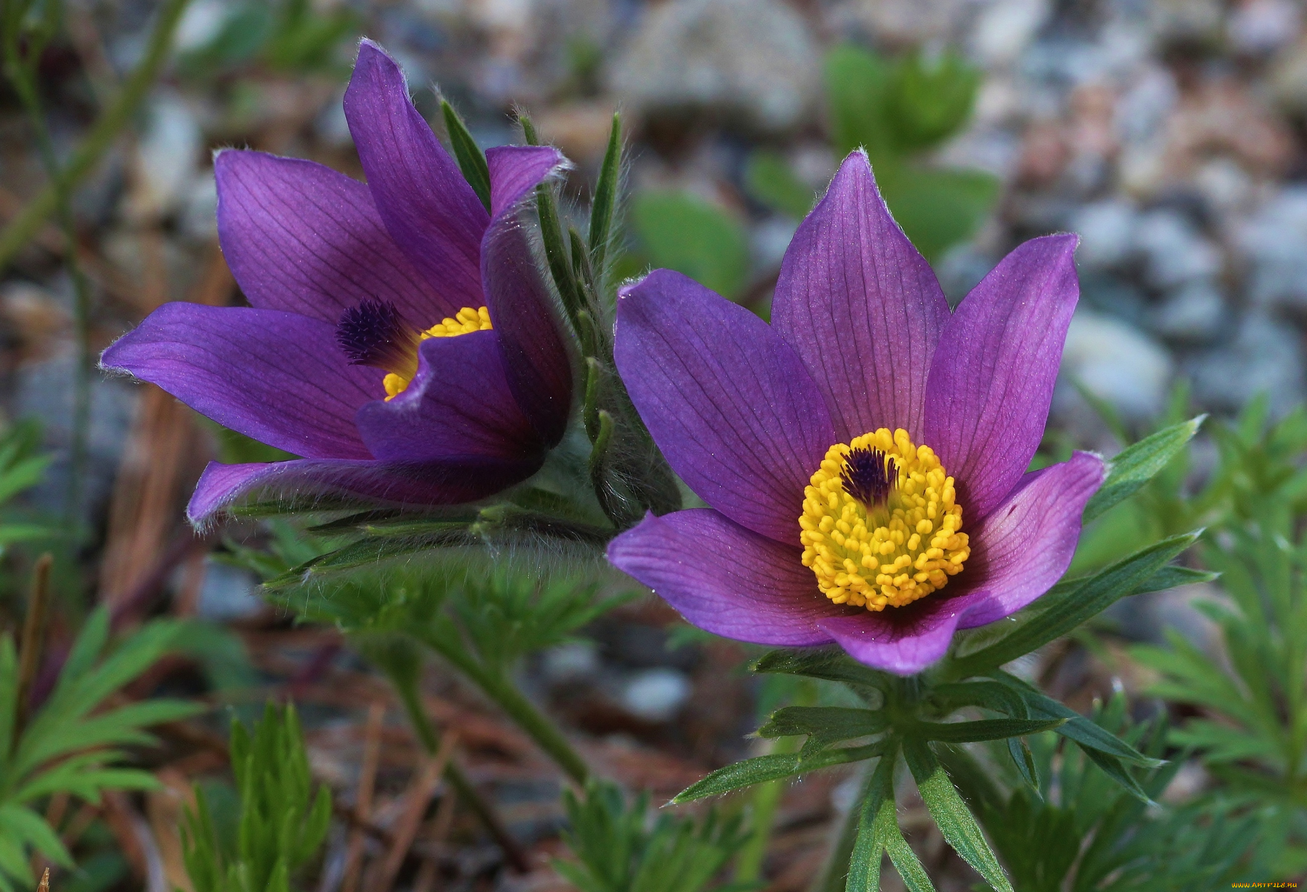 цветы, анемоны, адонисы, сон-трава, анемон