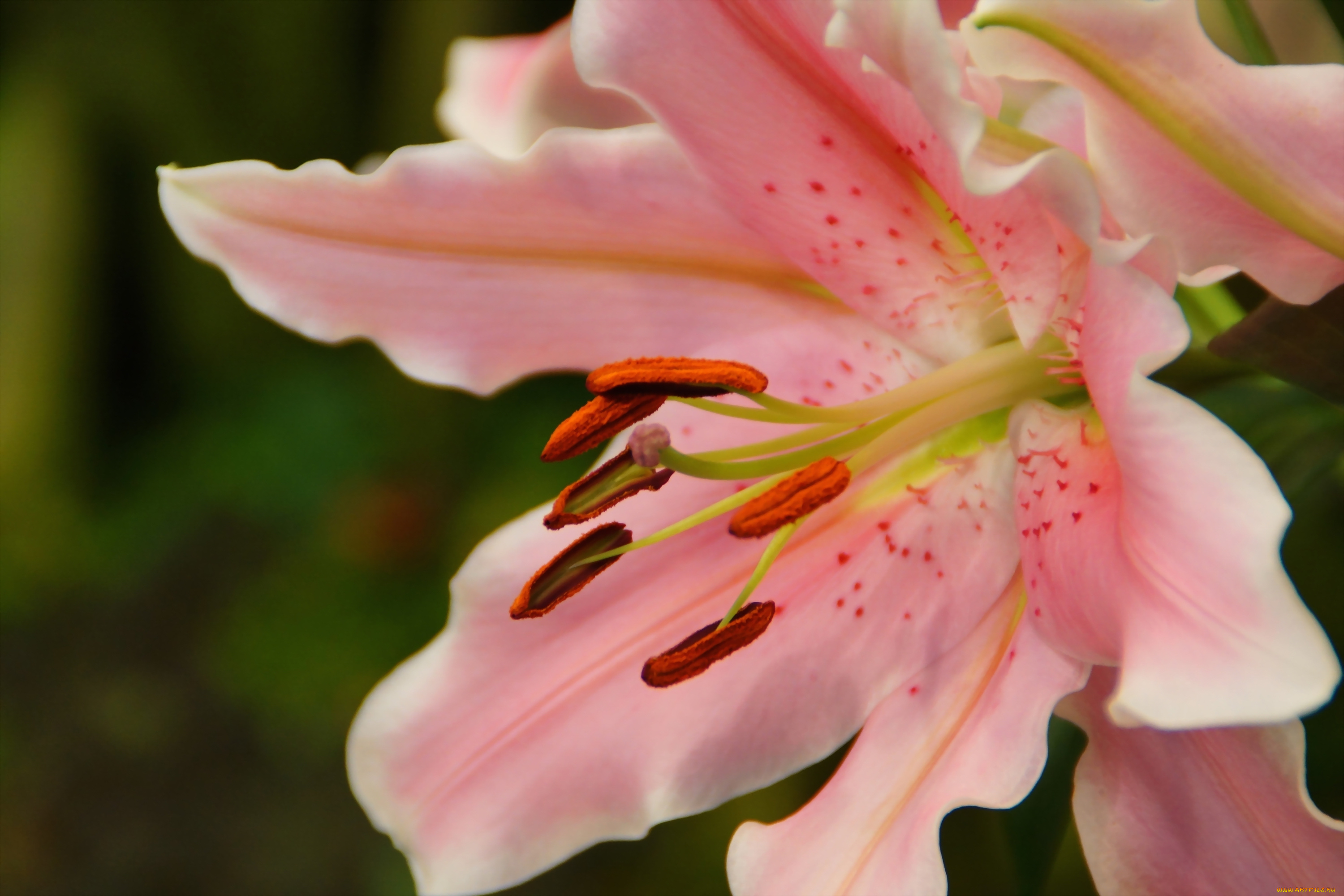 цветы, лилии, лилейники, макро, лепестки