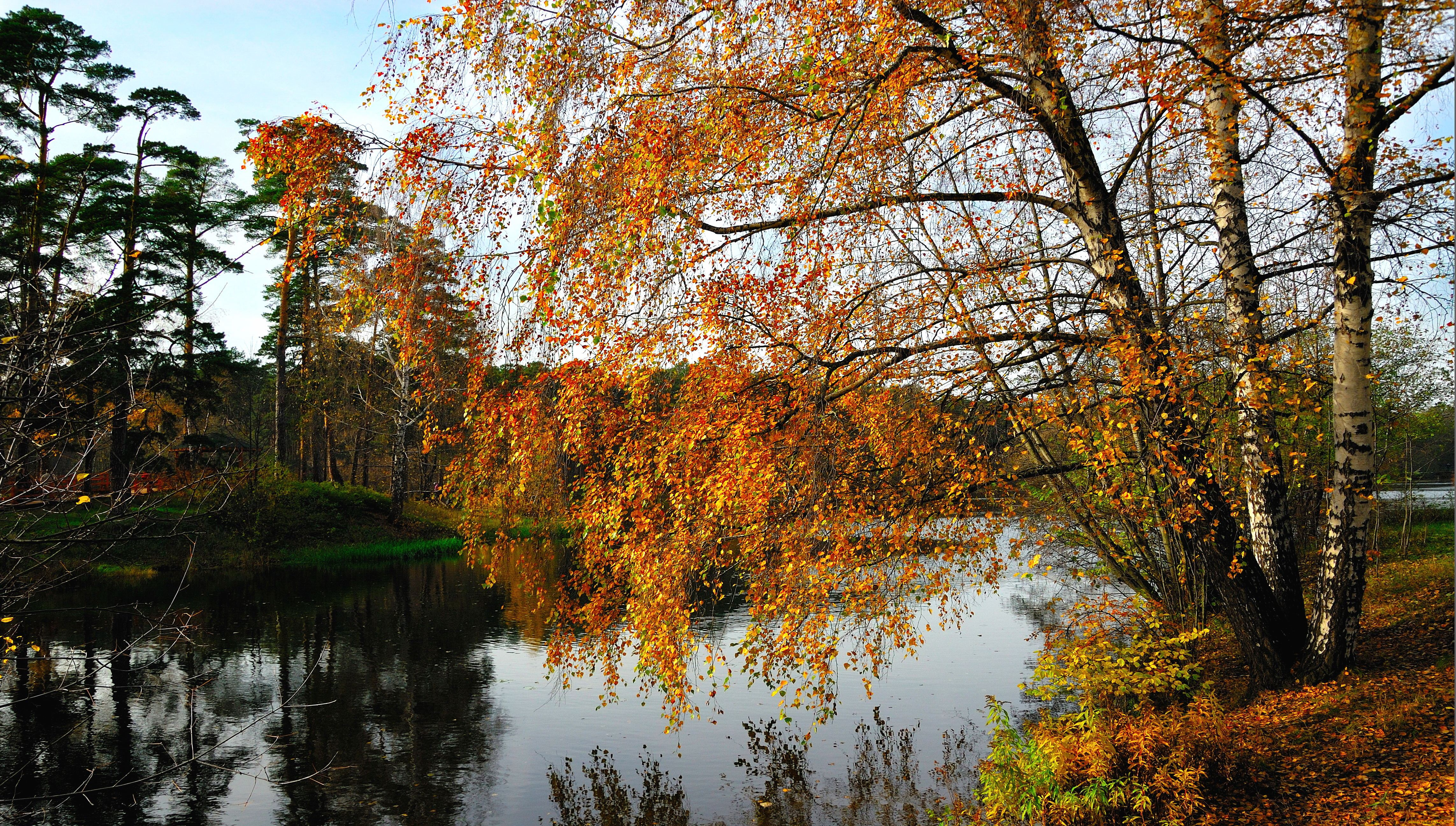 природа, реки, озера, дерево, берег