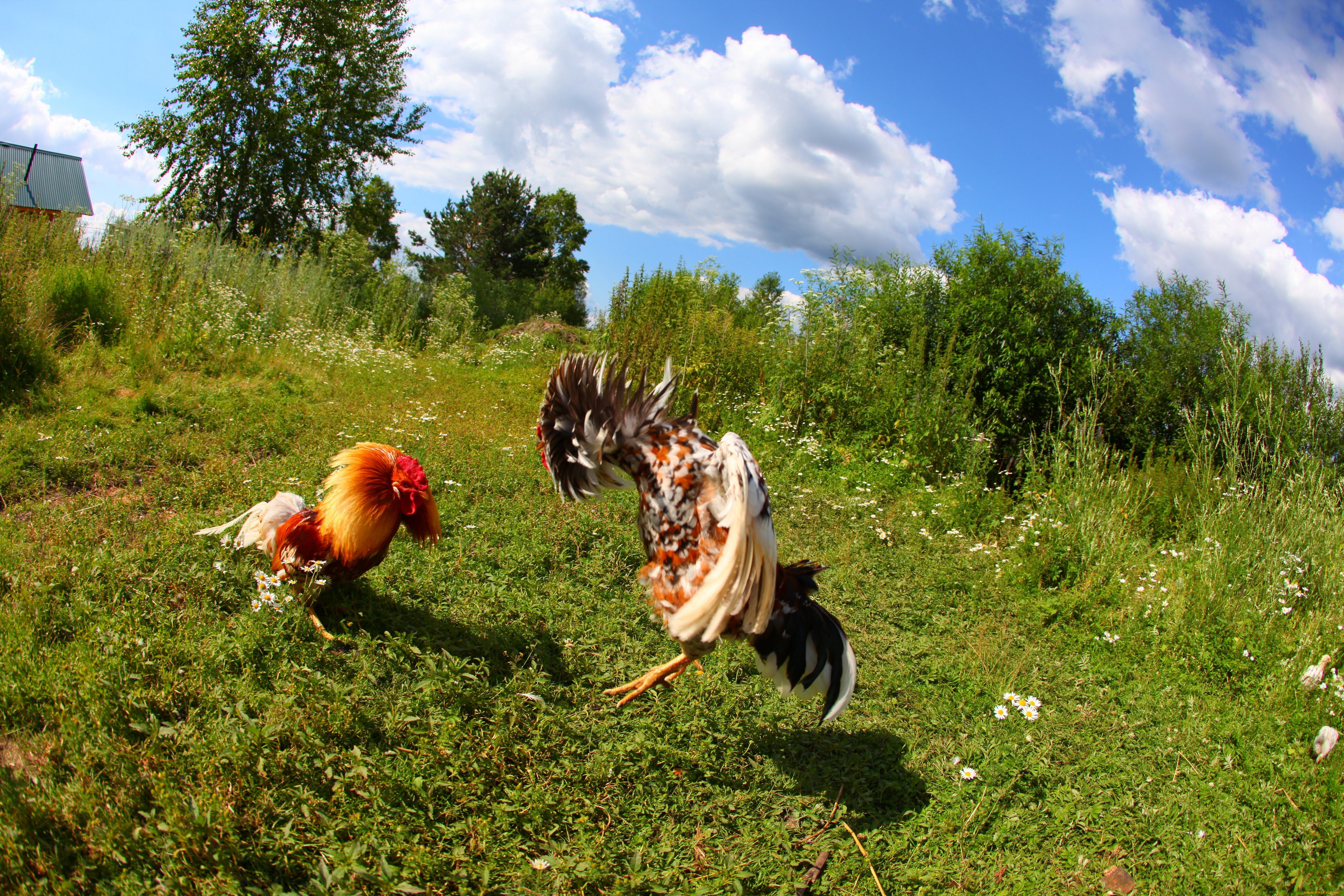 животные, куры, петухи, драка