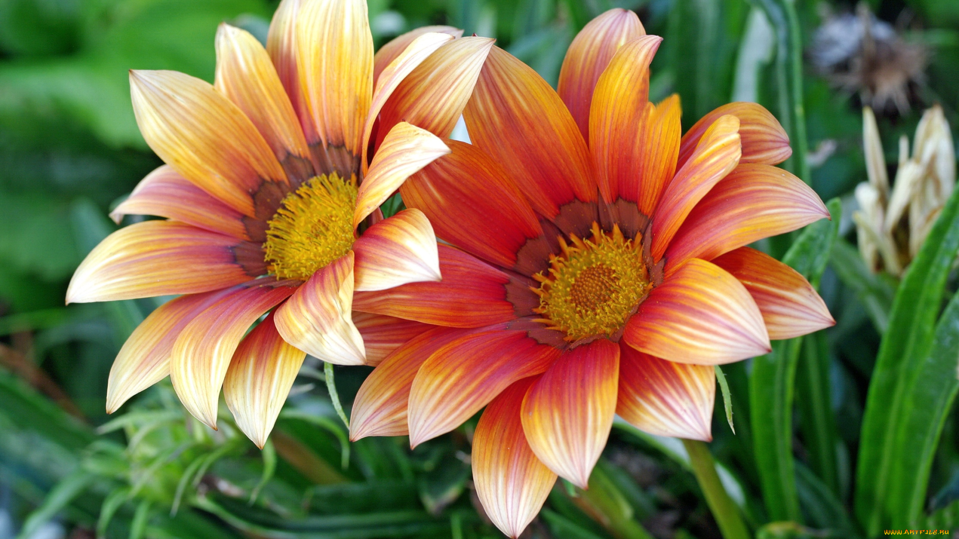 цветы, газания, макро