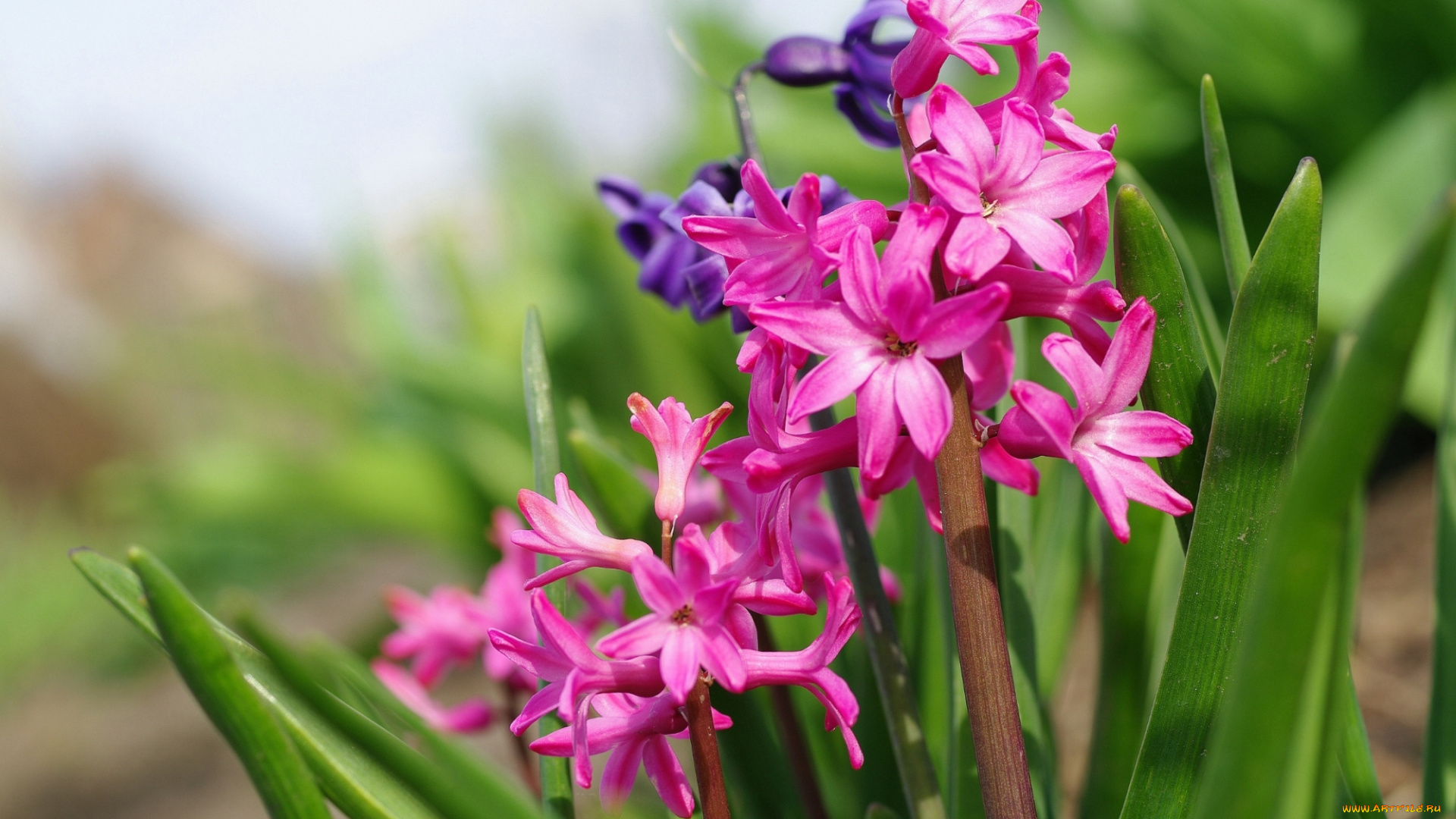 цветы, гиацинты, розовый