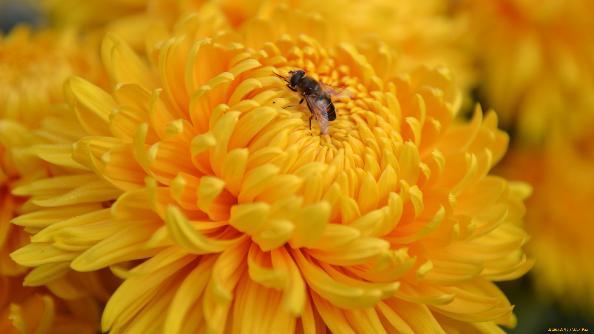 цветы, хризантемы, макро