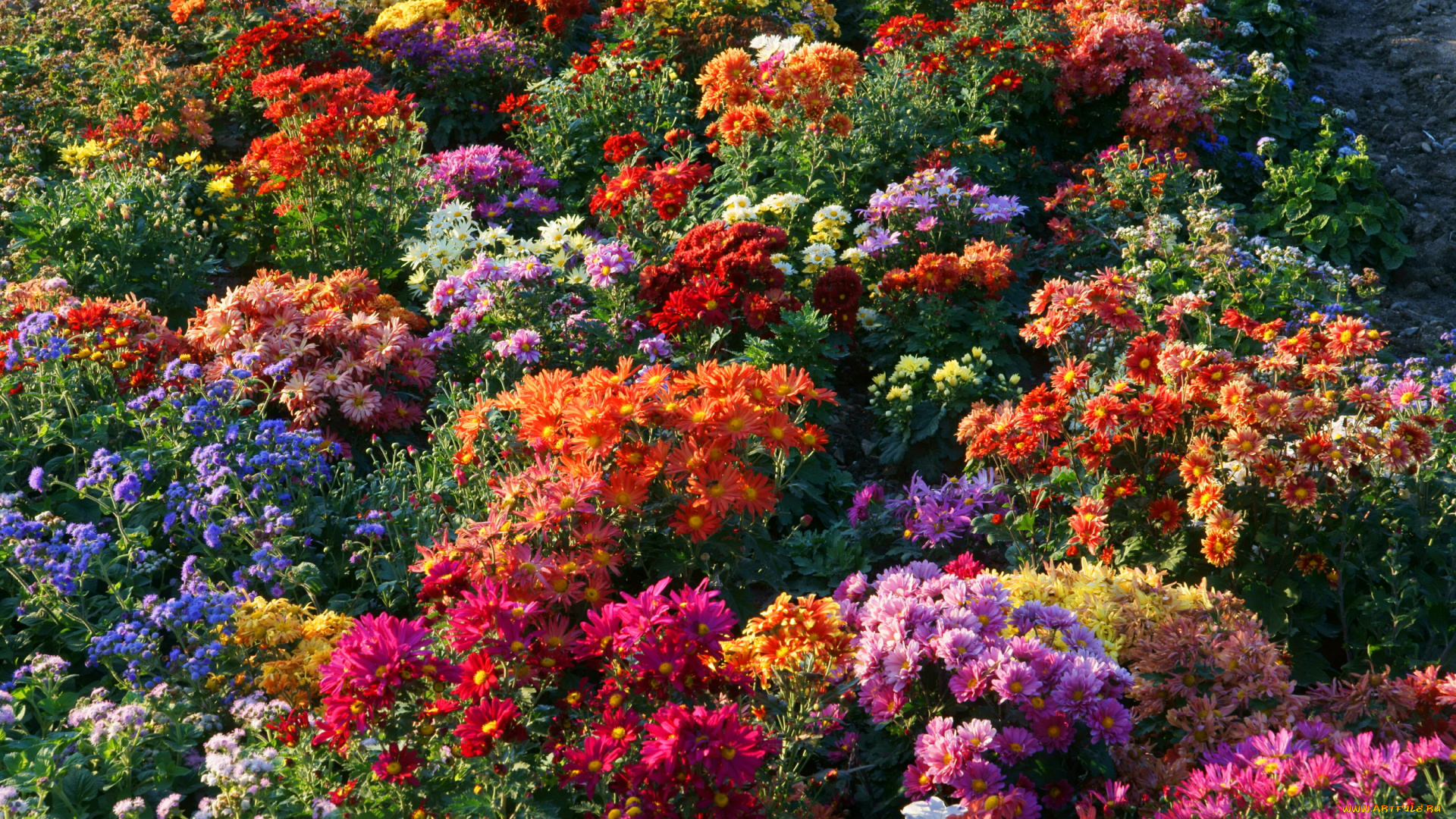 цветы, хризантемы, сад, кусты