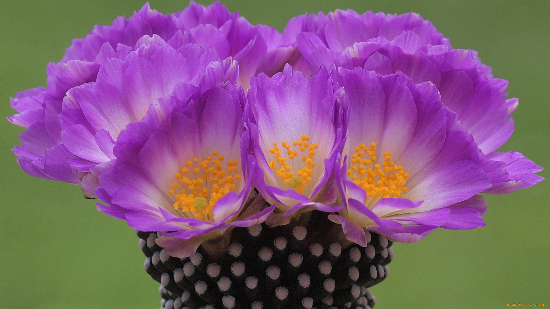 цветы, кактусы, розовый