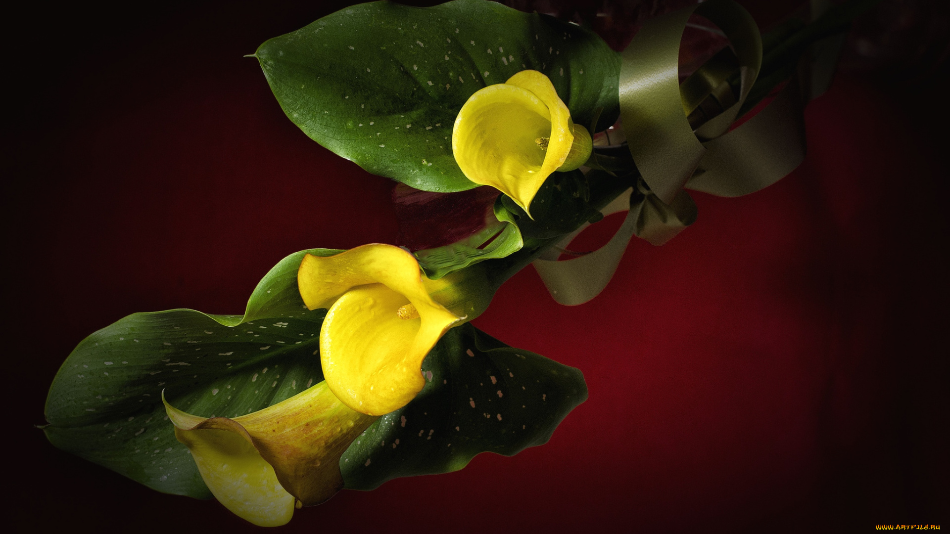цветы, каллы, желтый