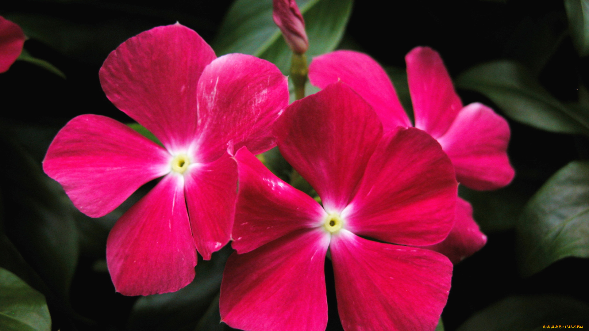 цветы, катарантусы, розовый