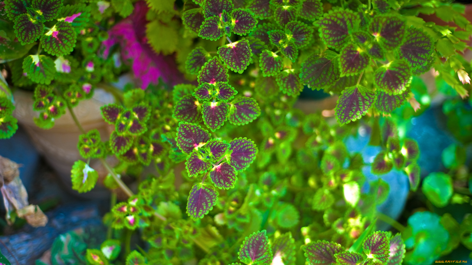 цветы, колеусы, , каладиумы, зеленый, листья