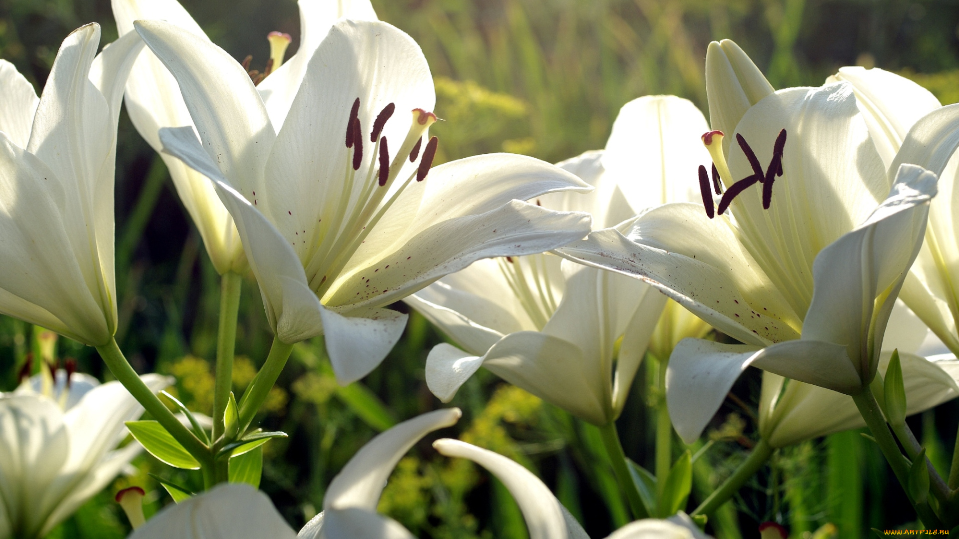 цветы, лилии, , лилейники, белый